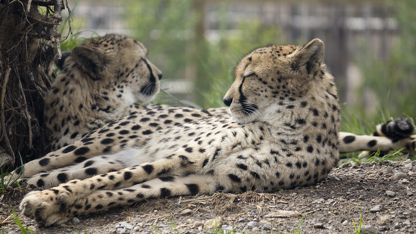 Fondo de pantalla pareja de Guepardos