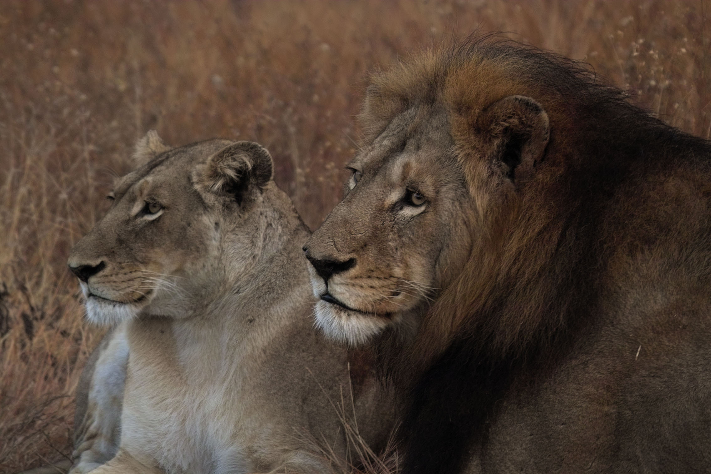 Leones majestuosos en la sabana - Wallpaper 4K calidad