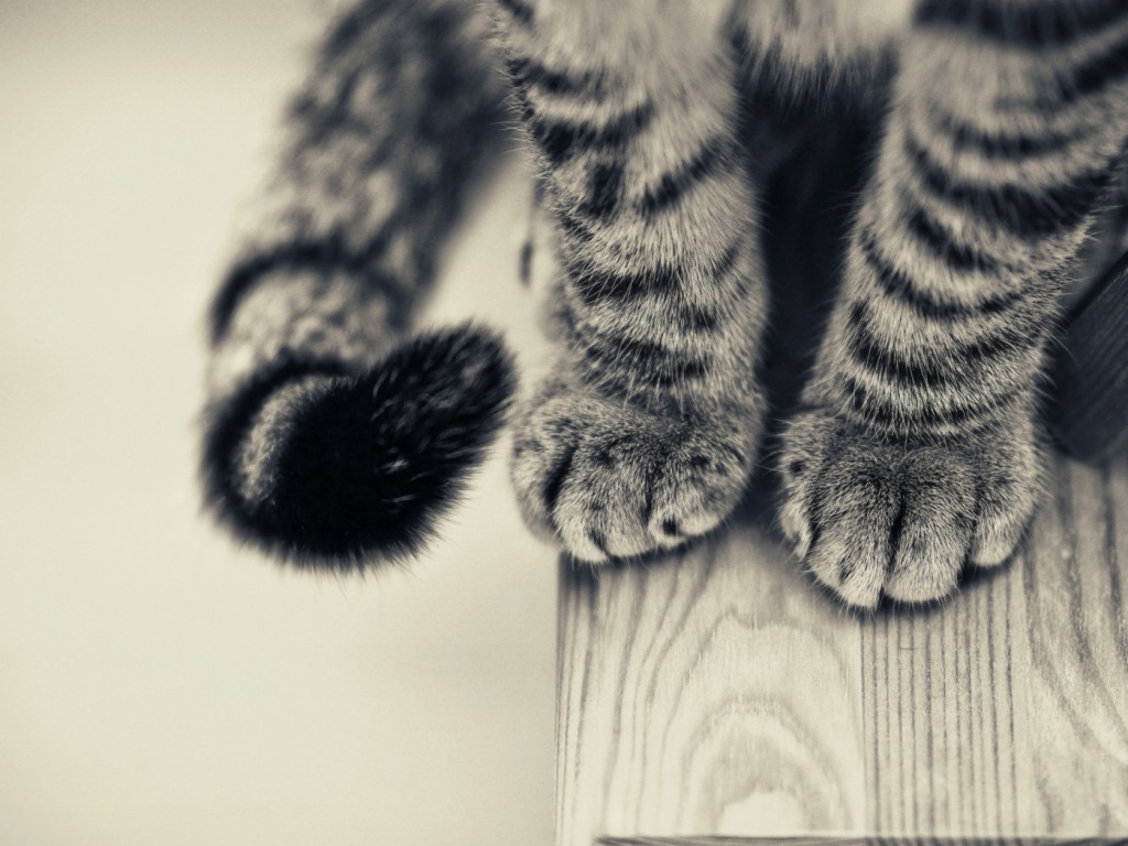 Patas de gatito en 4K: Fondo de pantalla en alta calidad