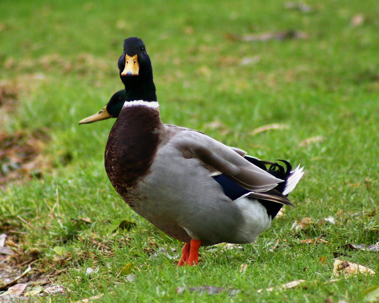 Fondo de pantalla patos observando