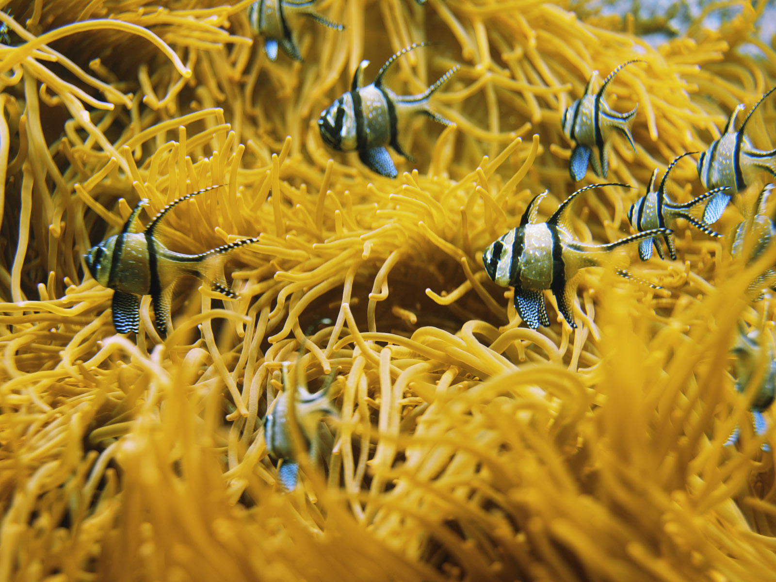 Fondo de pantalla peces en arrecife