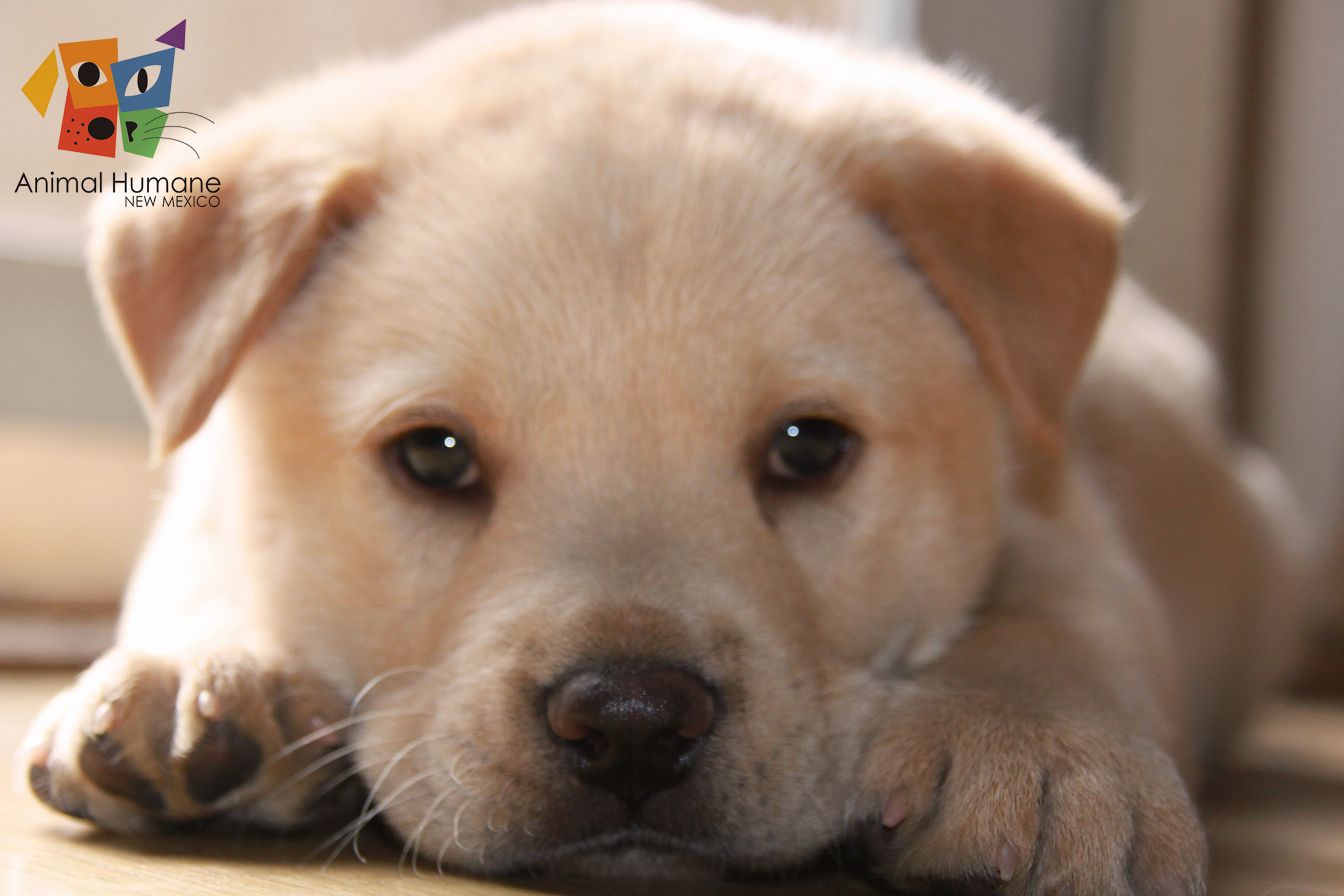 Fondo de pantalla perro bebe