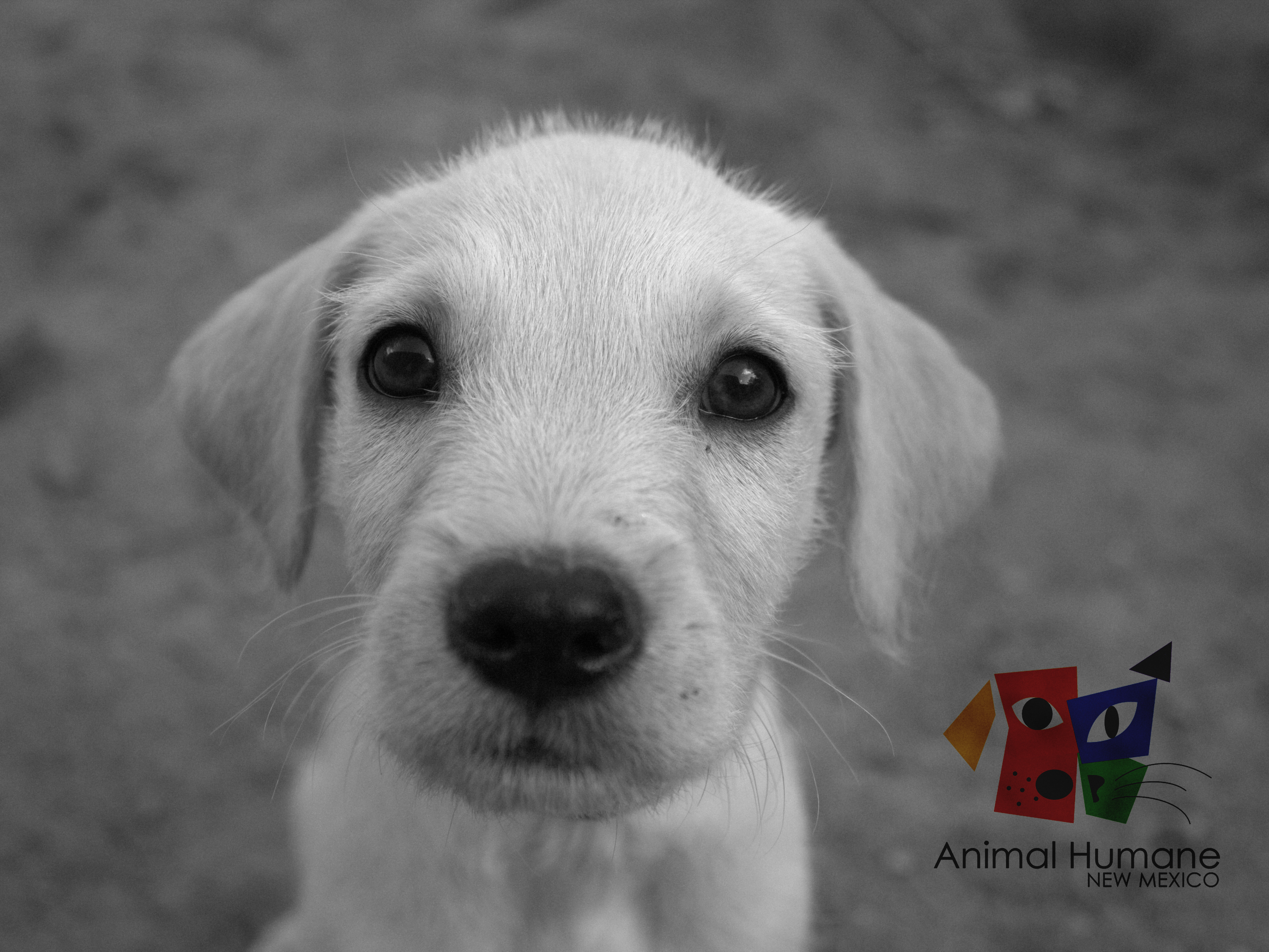 Cachorro encantador en blanco y negro - Wallpaper 4K HD