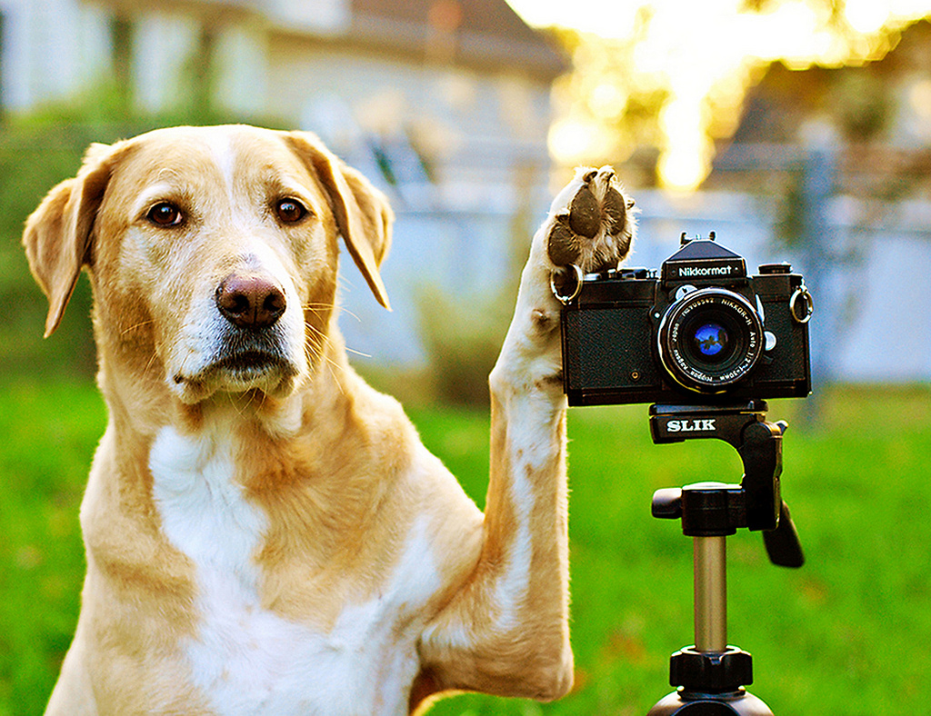 Perro fotógrafo en acción, naturaleza, divertido, mascotas, adorable, fondo.