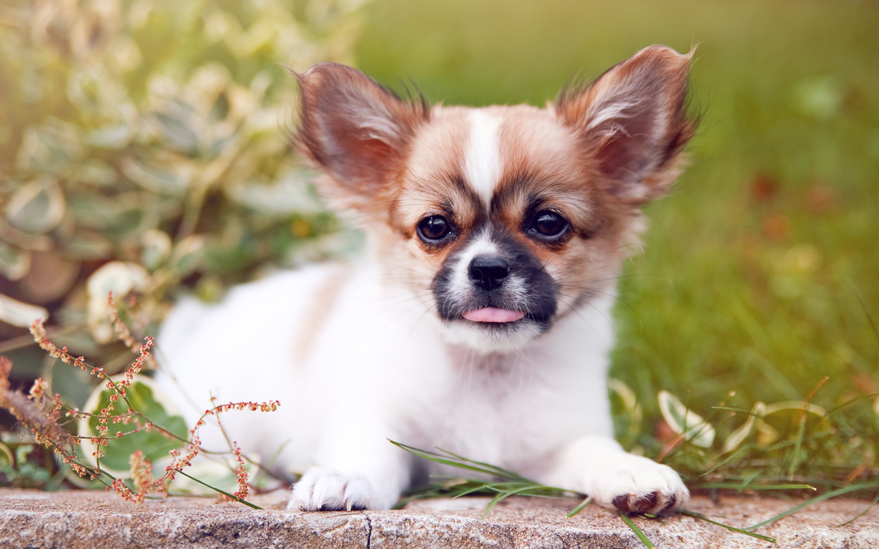 Tierna imagen de cachorro: wallpaper 4K alta calidad.