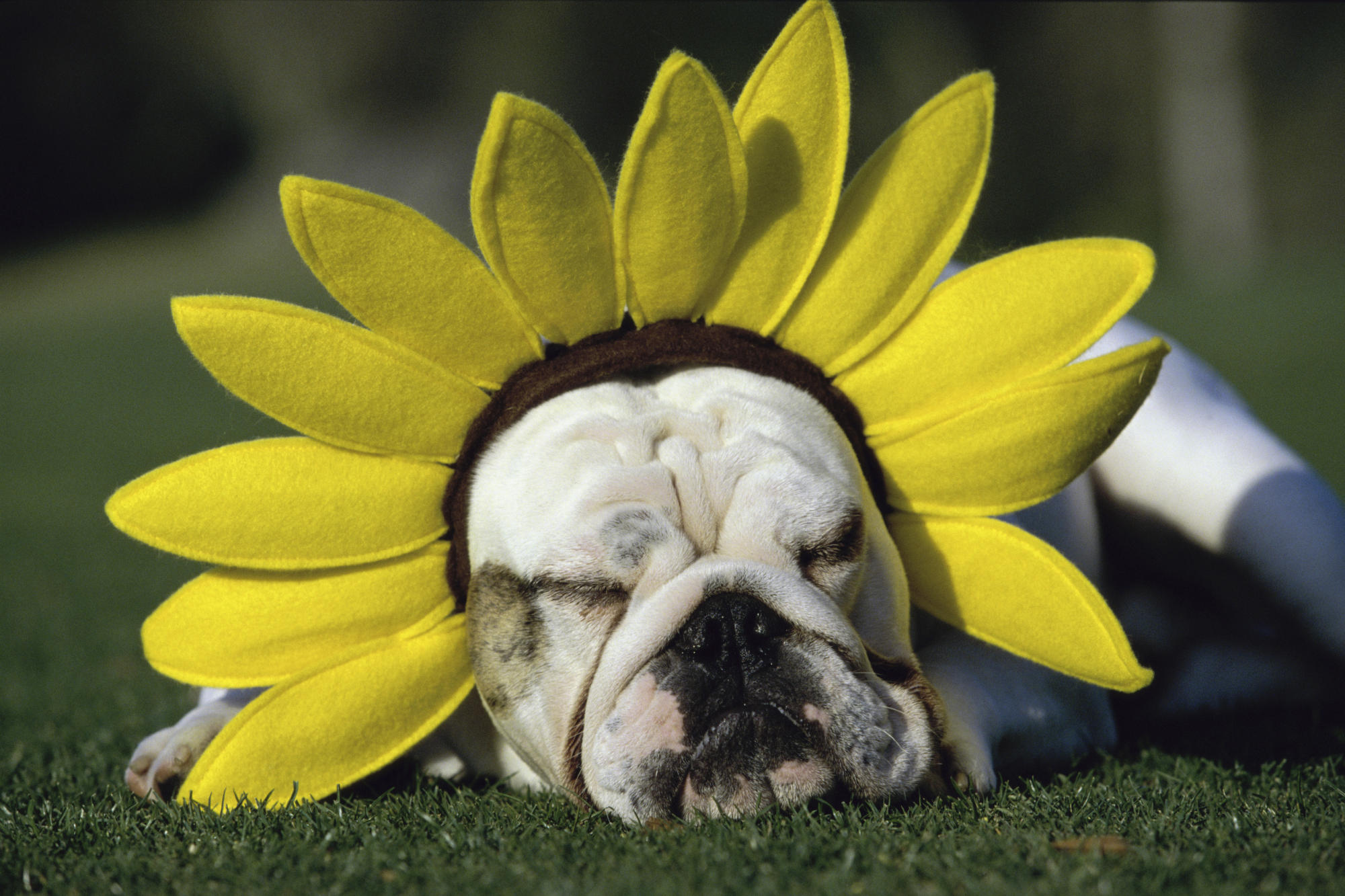 Fondo de pantalla perro con girasol
