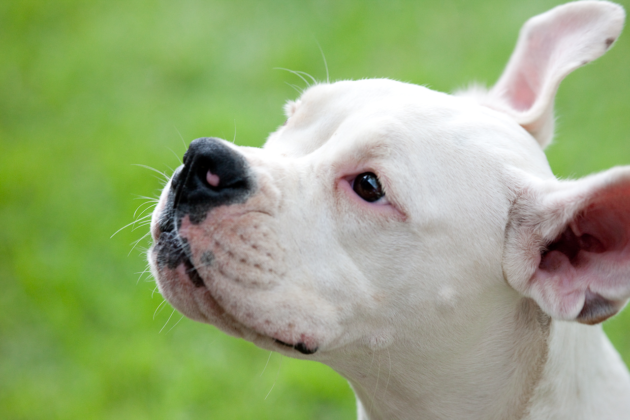 Fondo de pantalla perro con las orejas paradas