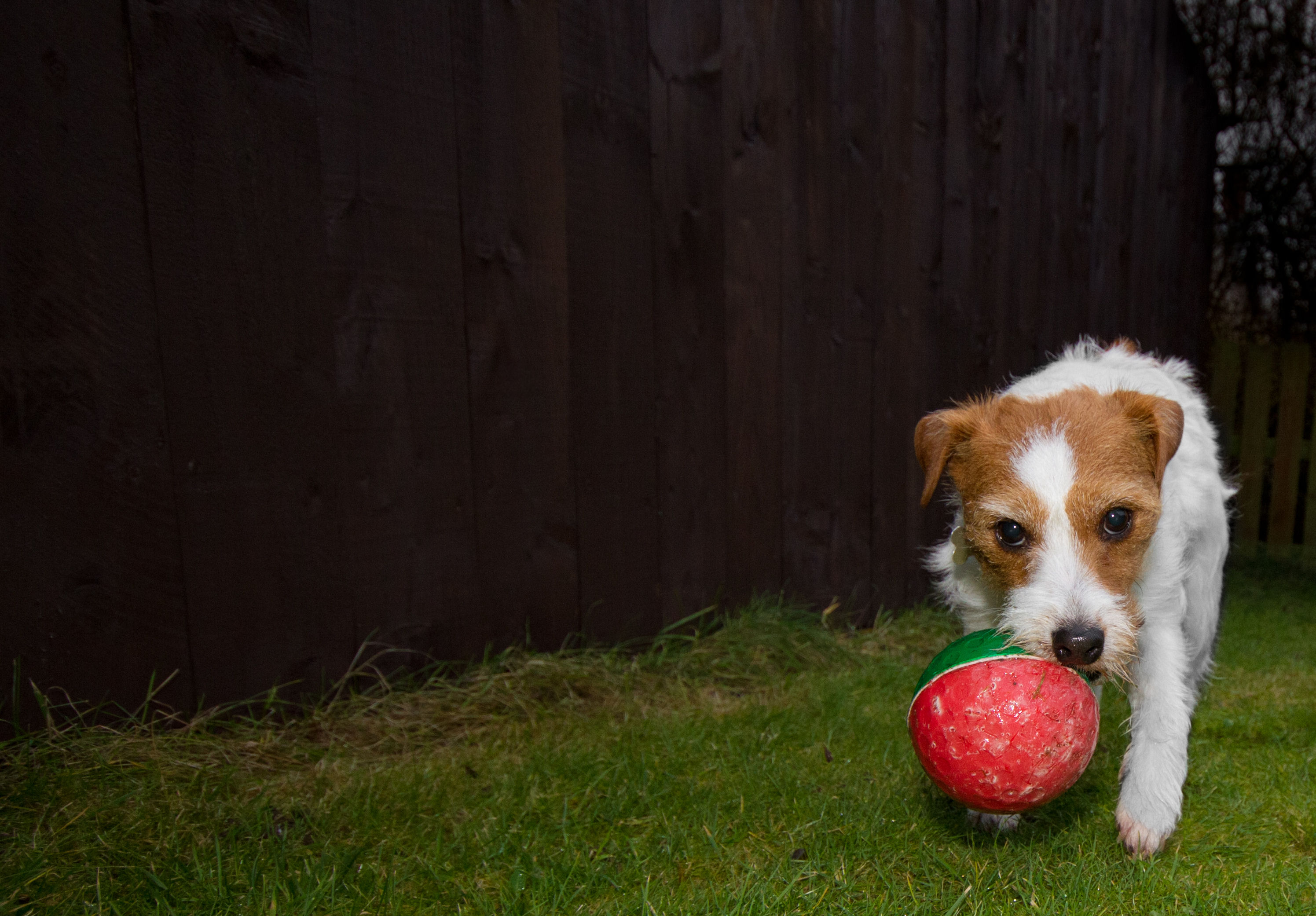 Fondo de pantalla perro con una pelota