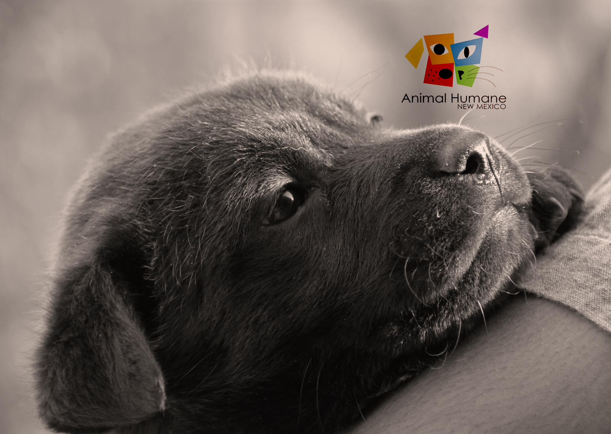 Cachorro en sepia - Fondo de pantalla 4K de alta calidad