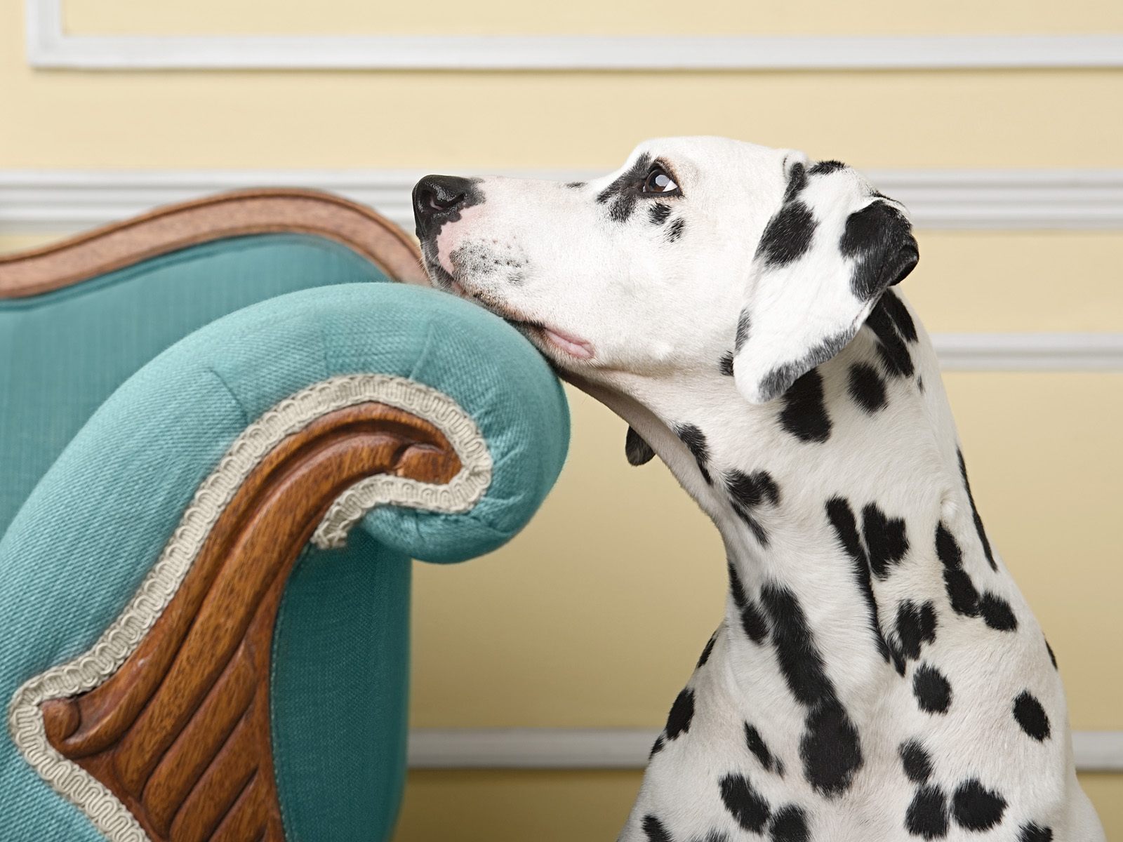 Fondo de pantalla perro dalmata