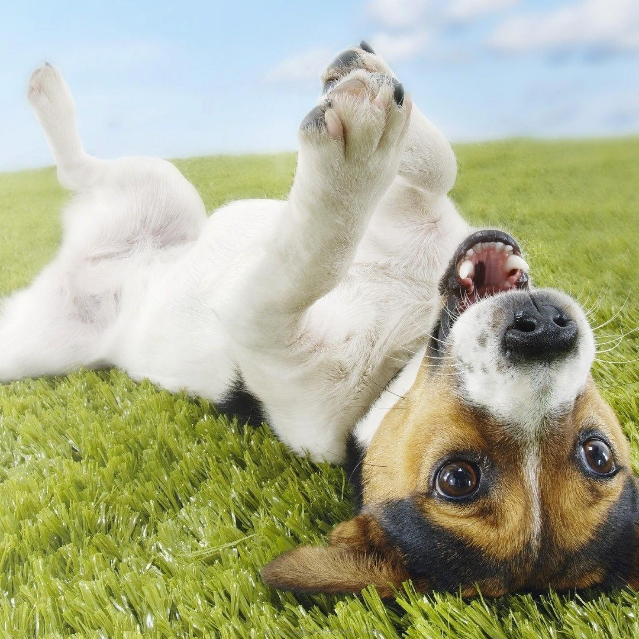 Fondo de pantalla perro jugando en cesped