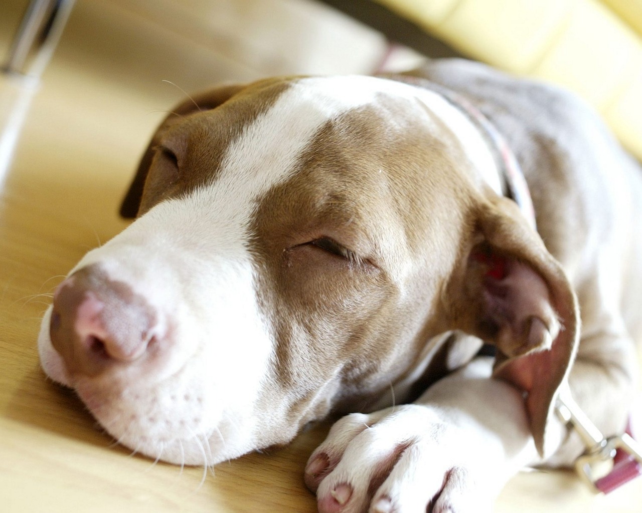 Fondo de pantalla perro mimado