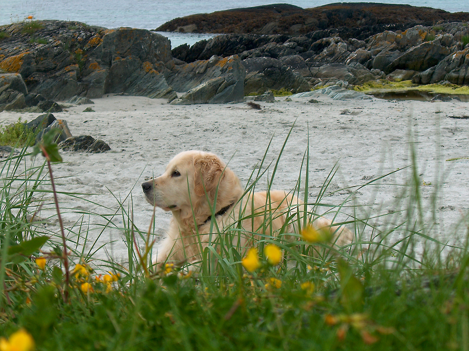 Fondo de pantalla perro solitario