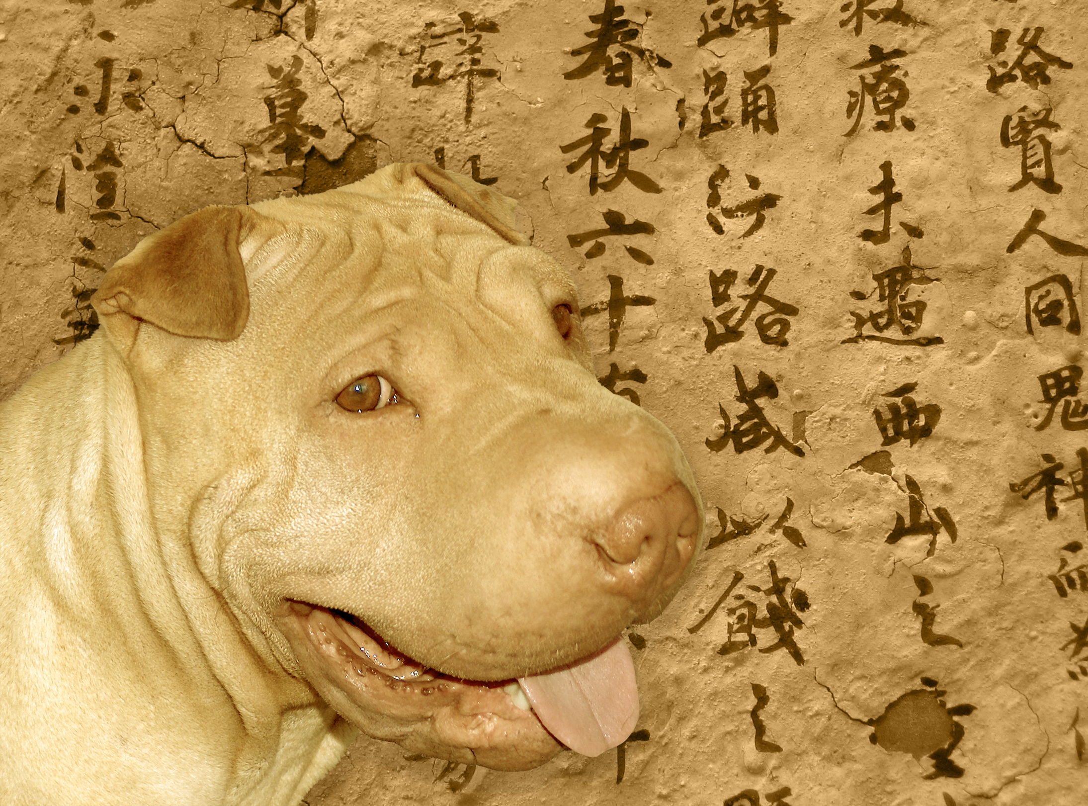 Fondo de pantalla perro sonriendo