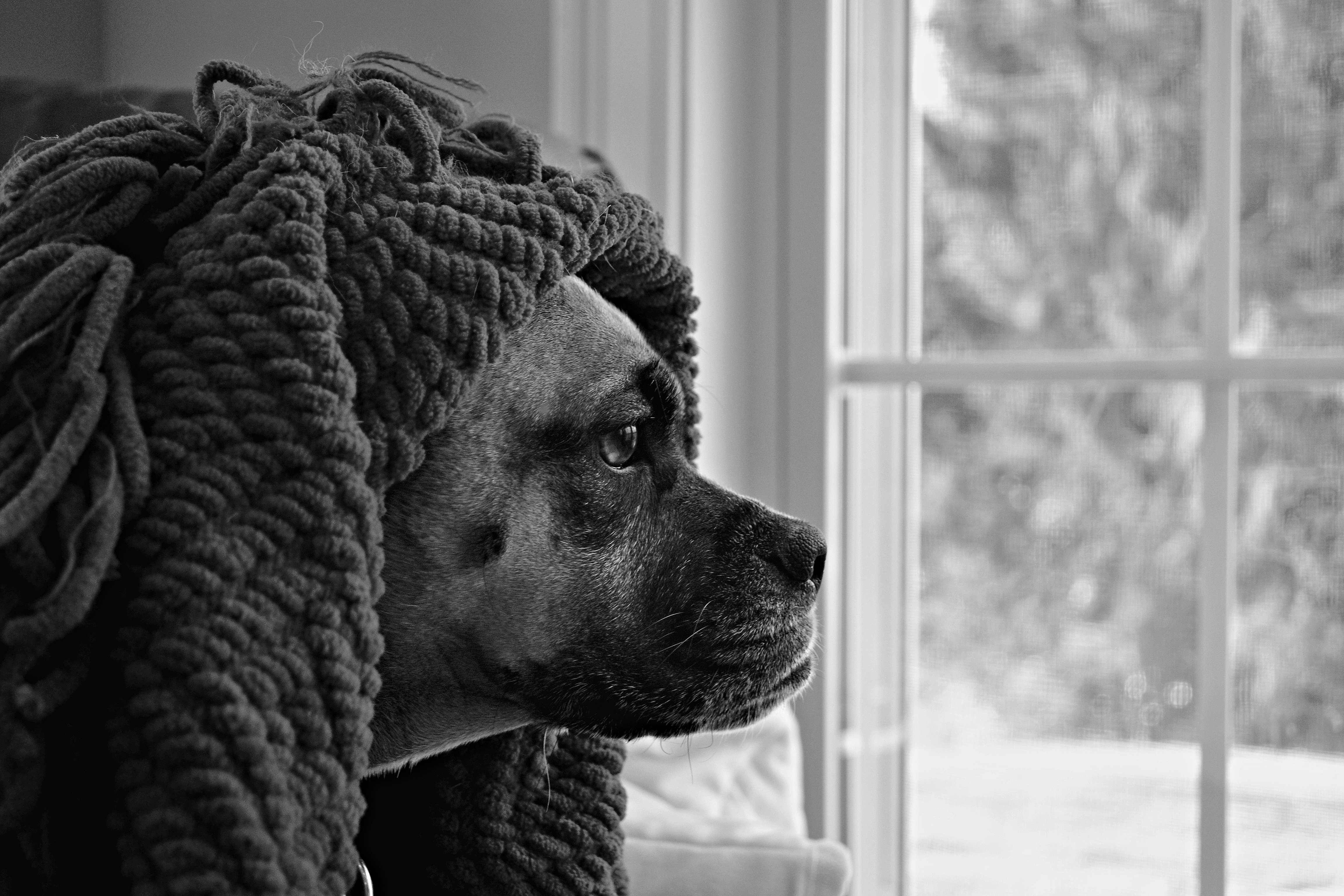 Fondo de pantalla perro travieso