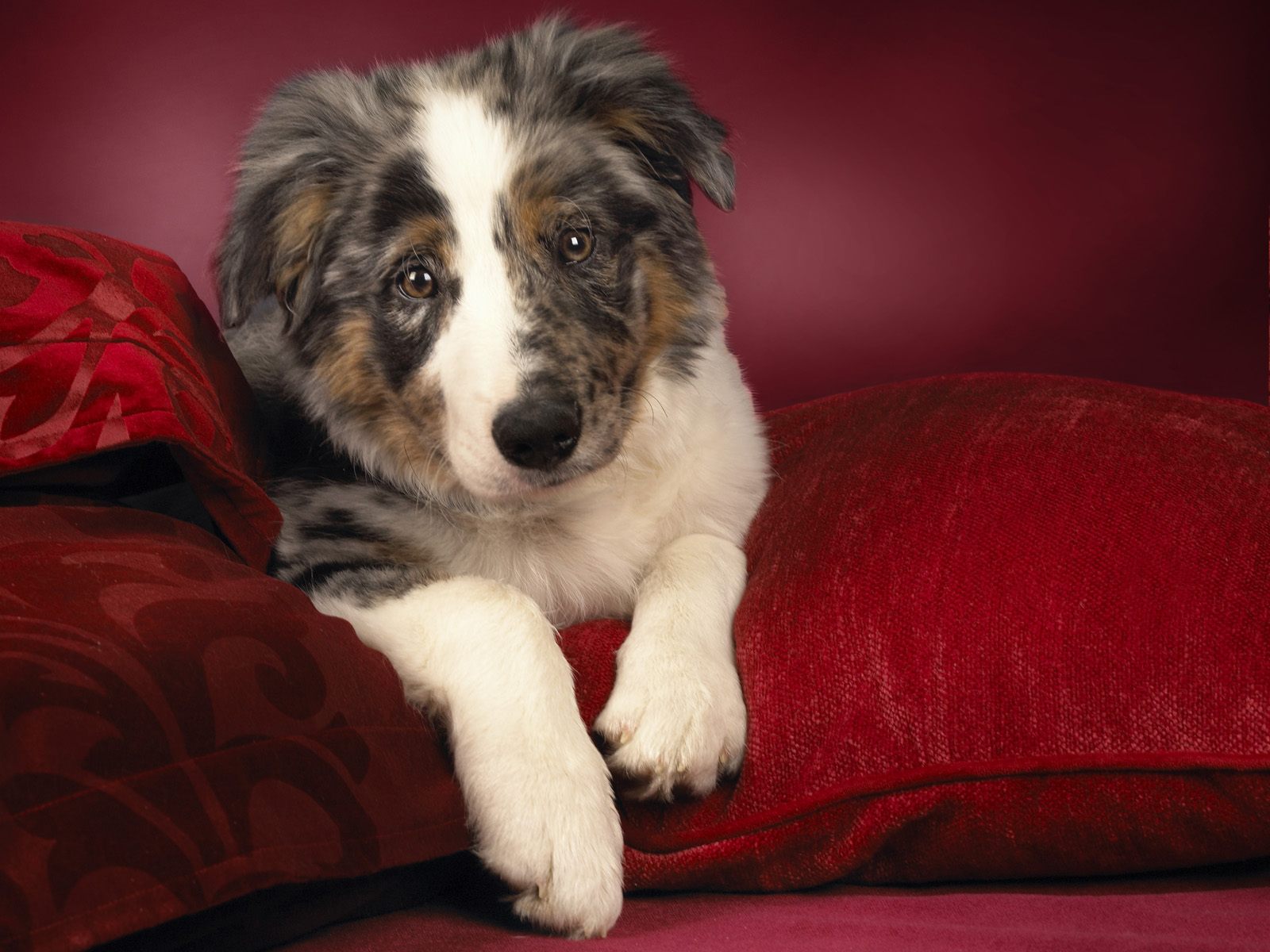 Fondo de pantalla perro viejo en sillon rojo