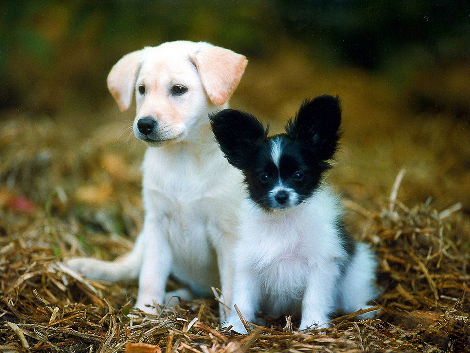 Fondo de pantalla perros abandonados