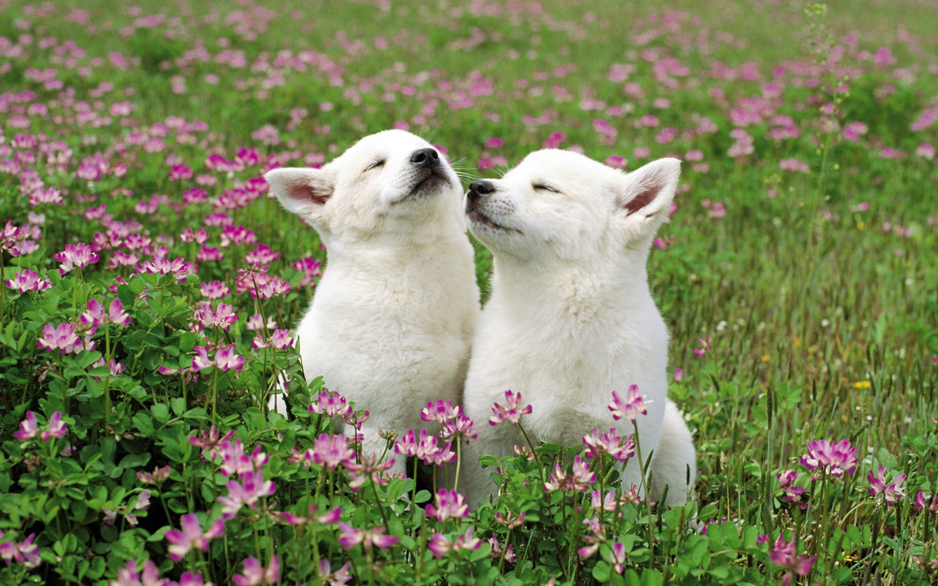 Cachorros en campo de flores, wallpaper 4K alta calidad