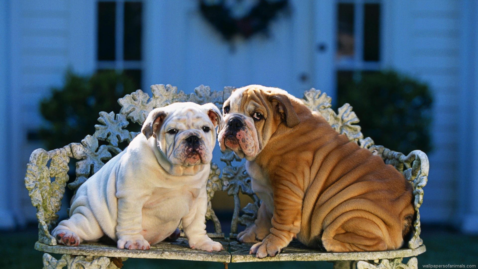 Fondo de pantalla perros en sillon