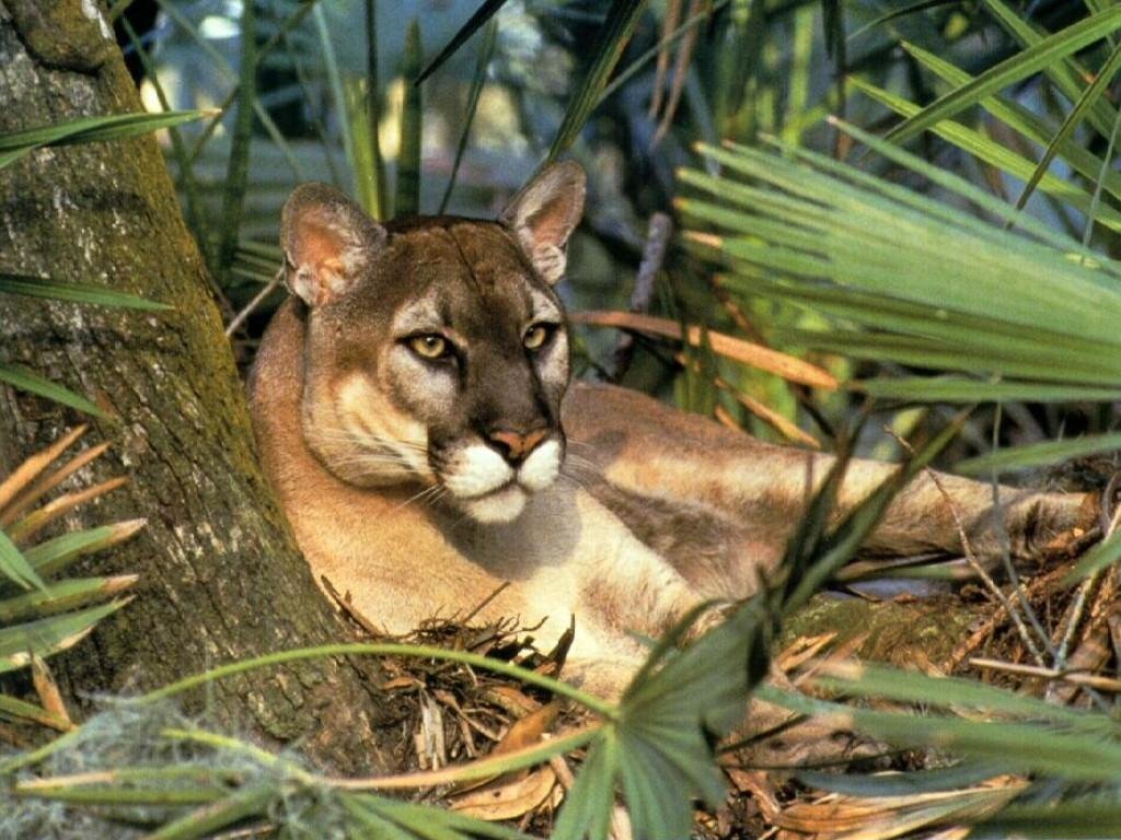 Fondo de pantalla 4K: majestuoso puma en la selva