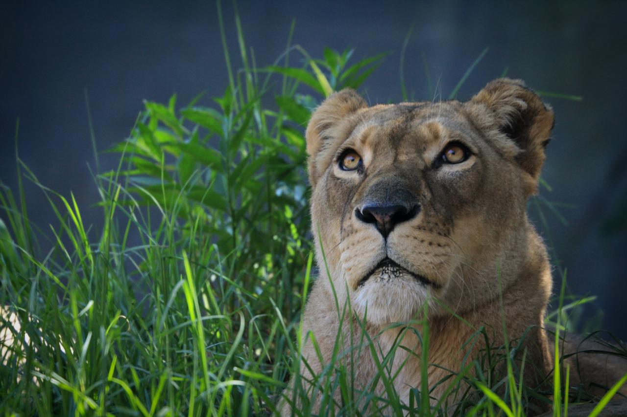 Fondo de pantalla puma mirando