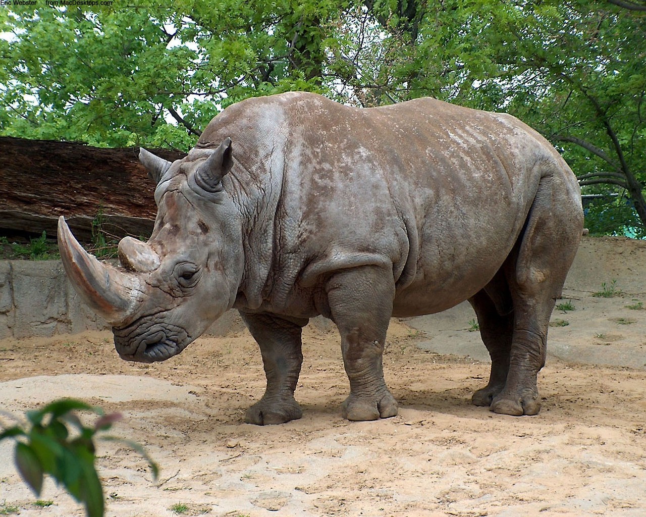 Fondo de pantalla rinoceronte caminando