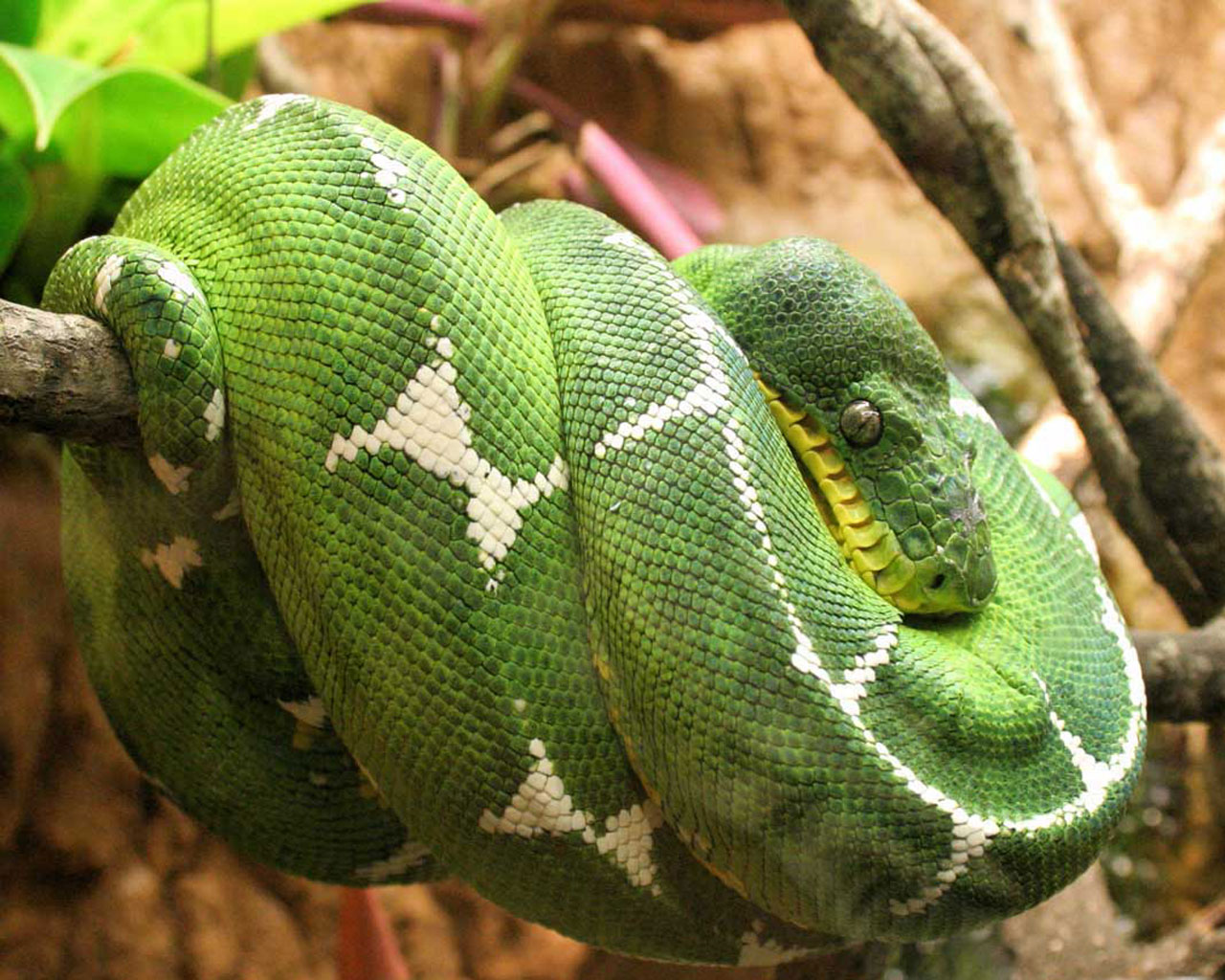 Fondo de pantalla serpiente verde enrollada