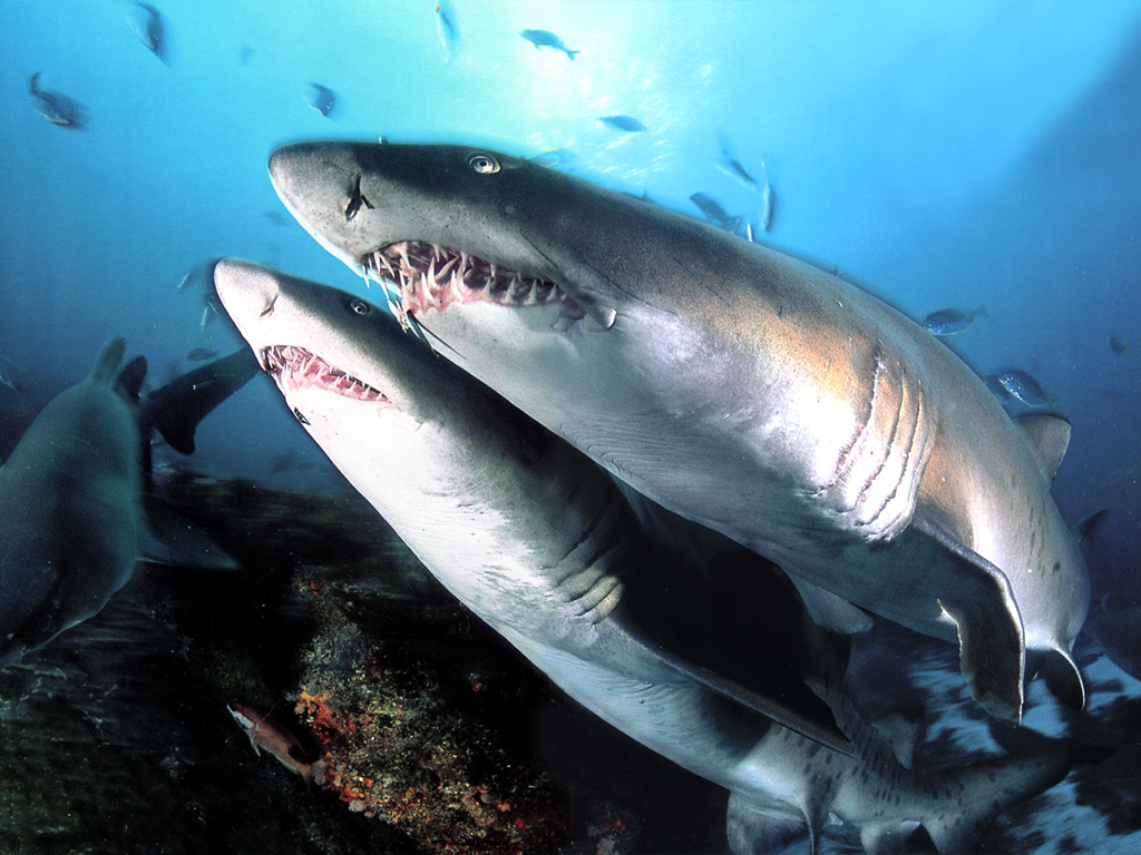 Fondo de pantalla tiburones hambrientos