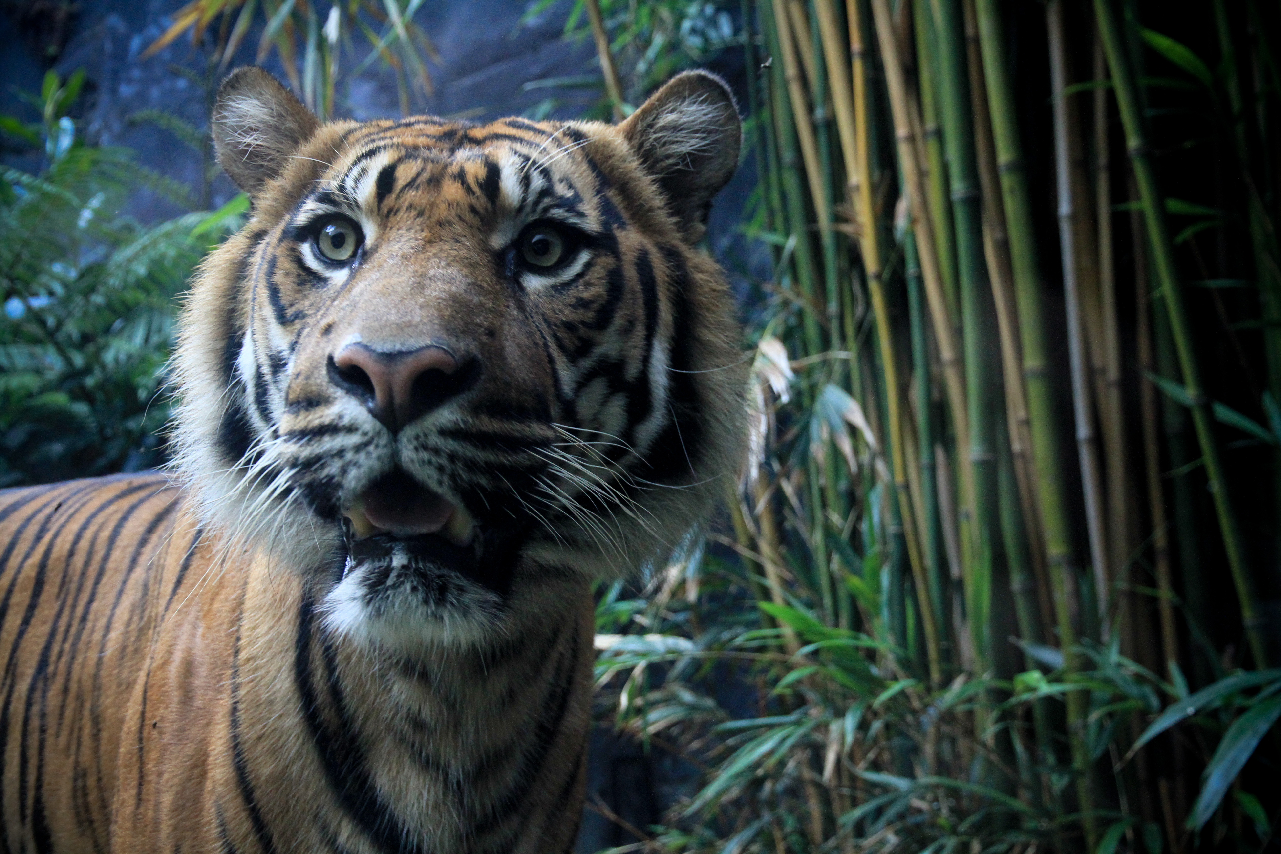 Tigre en la jungla: Fondo de pantalla 4K alta calidad