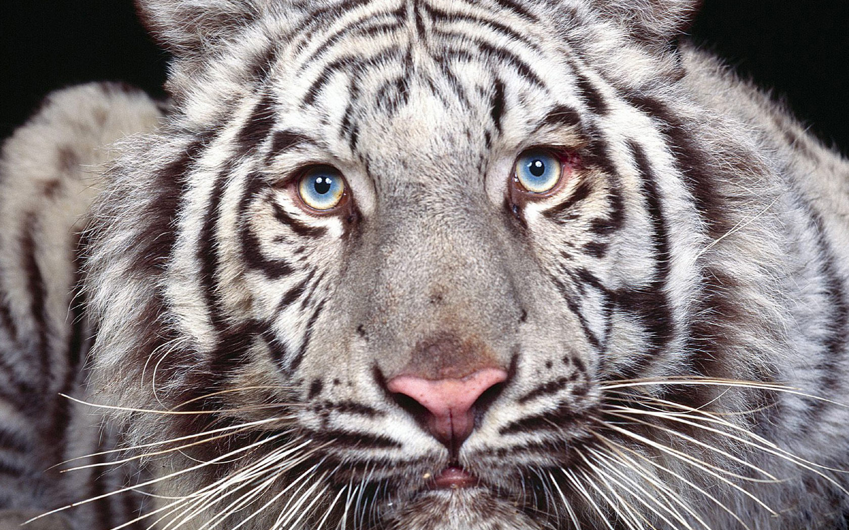 Tigre blanco en alta definición 4K para wallpaper premium