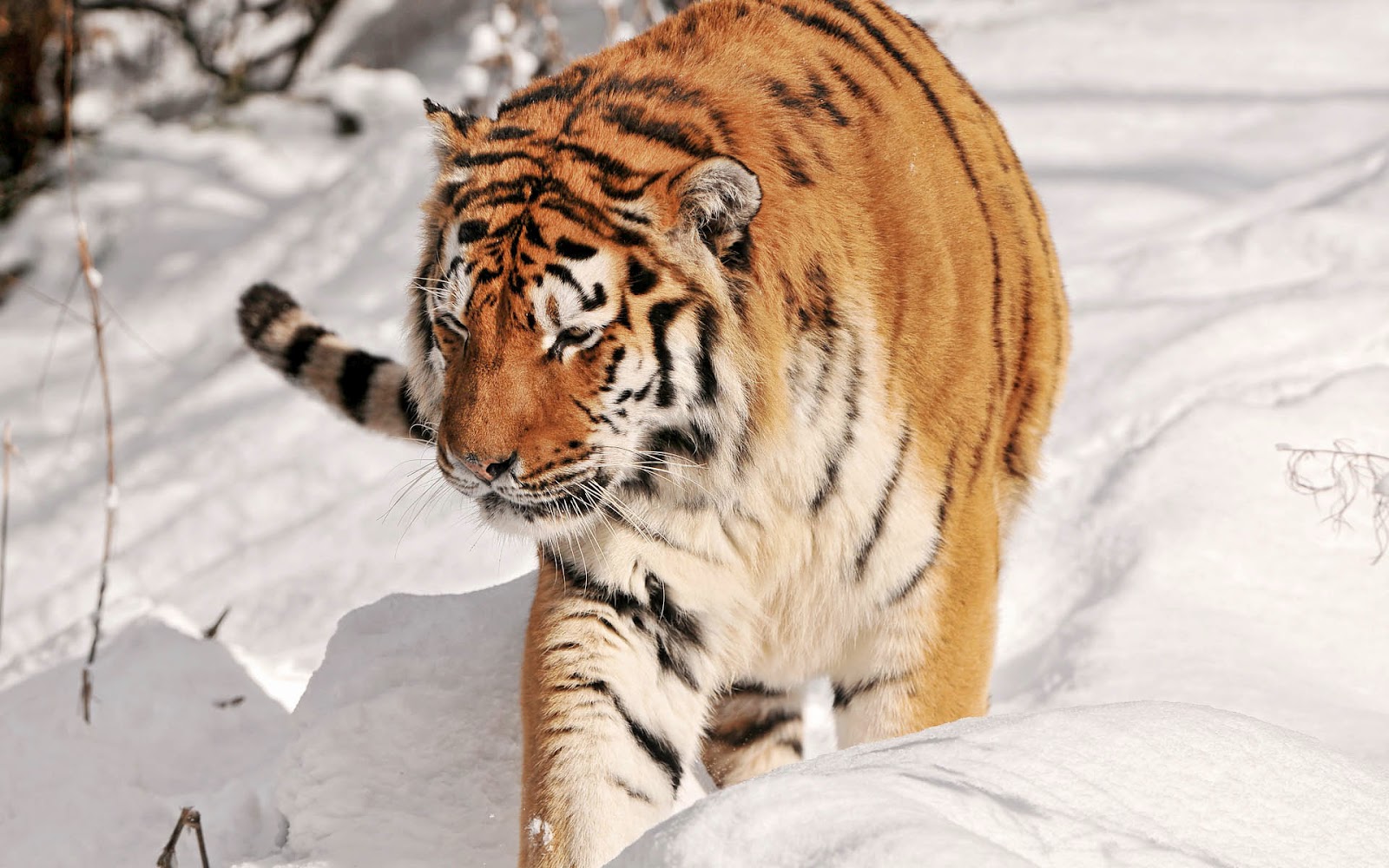 Fondo de pantalla tigre caminando en nieve