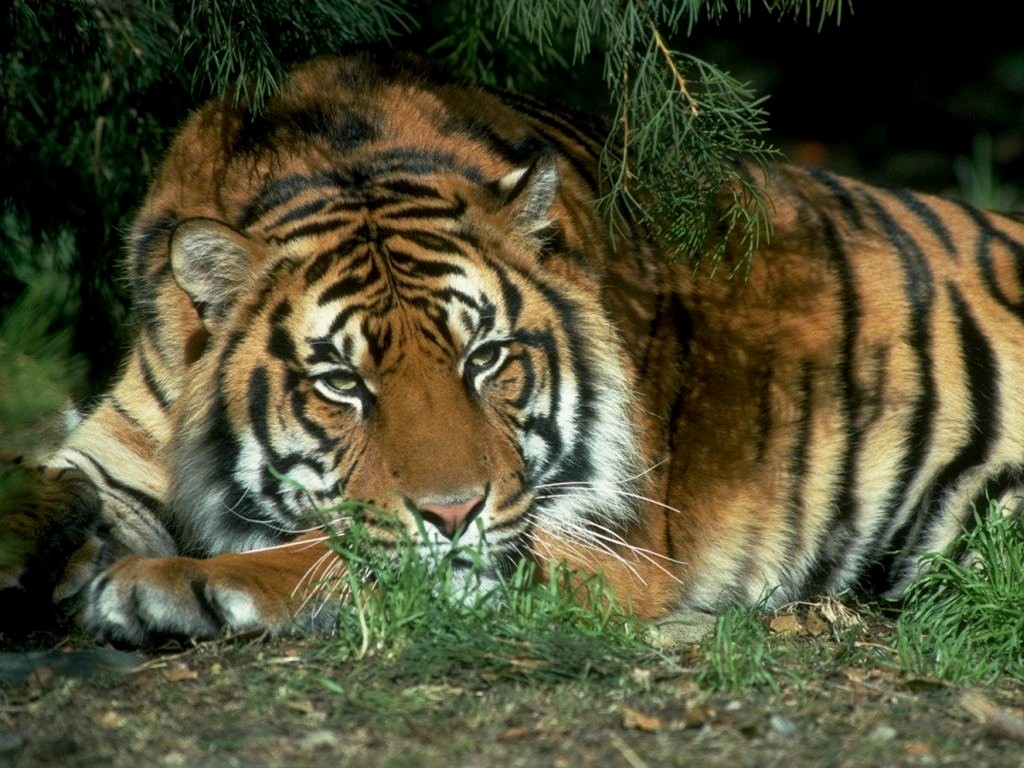 Fondo de pantalla tigre cansado