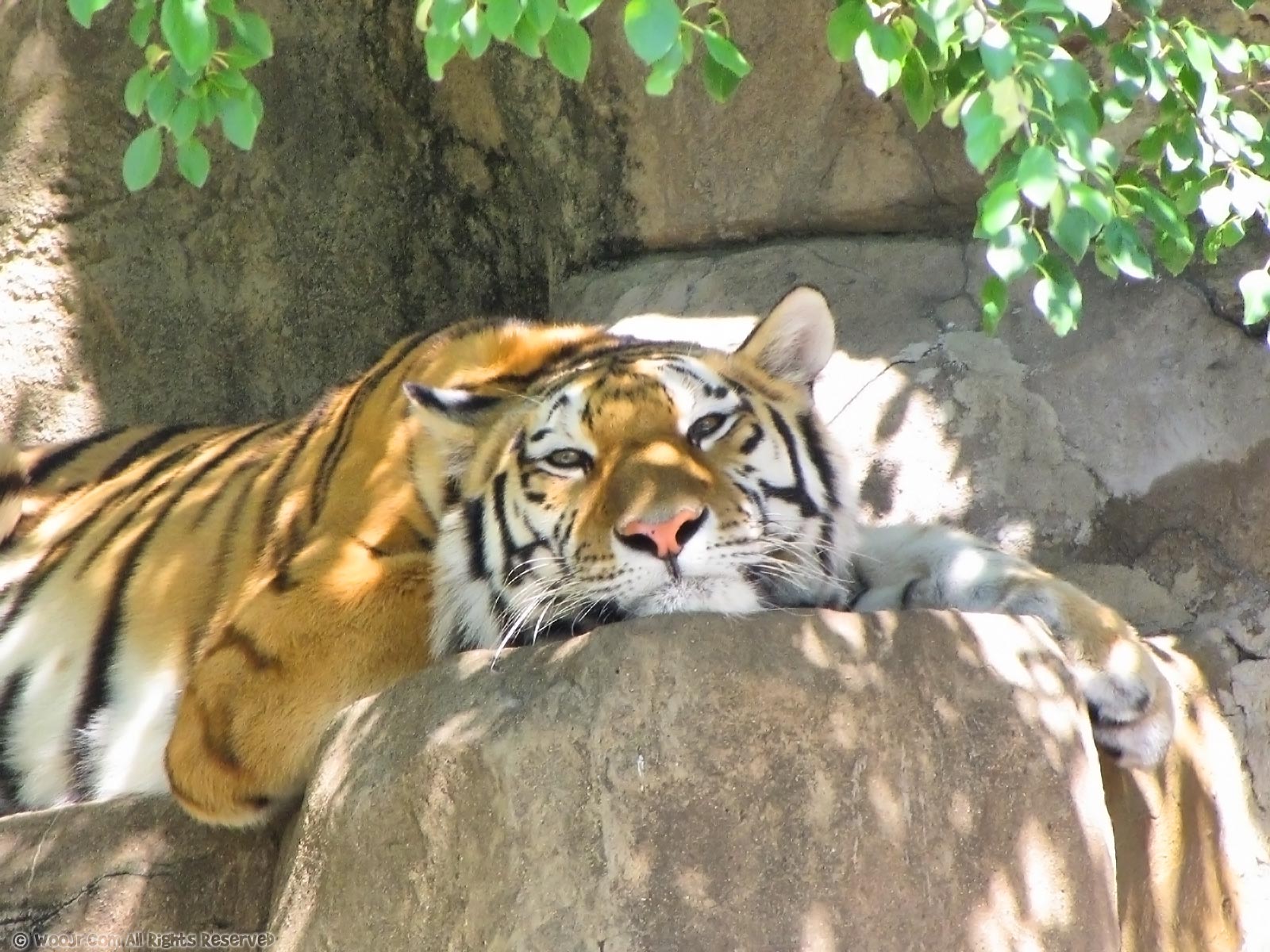 Fondo de pantalla tigre descansando