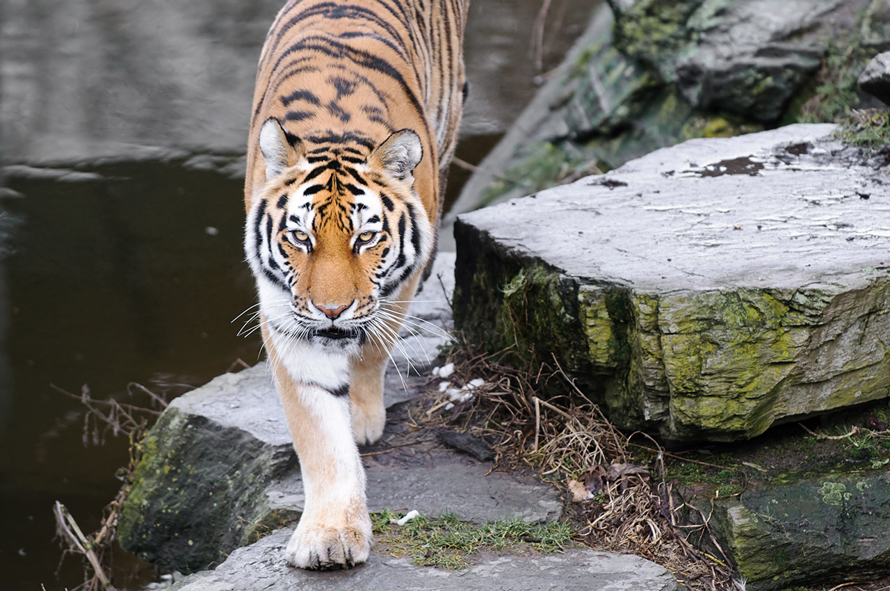 Tigre majestuoso en alta calidad 4K - Wallpaper impresionante