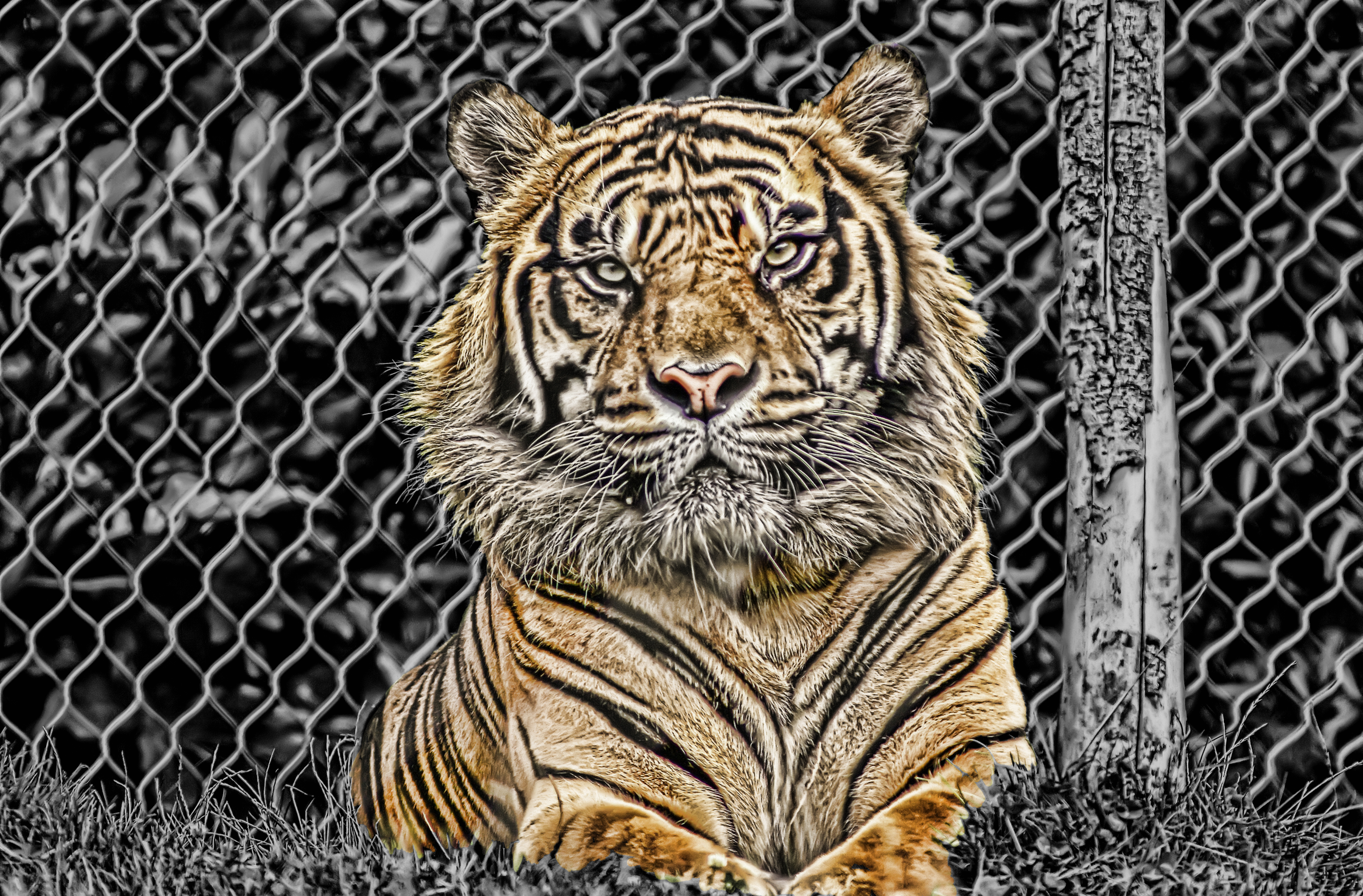 Majestuoso tigre en 4K para fondos de pantalla alta calidad