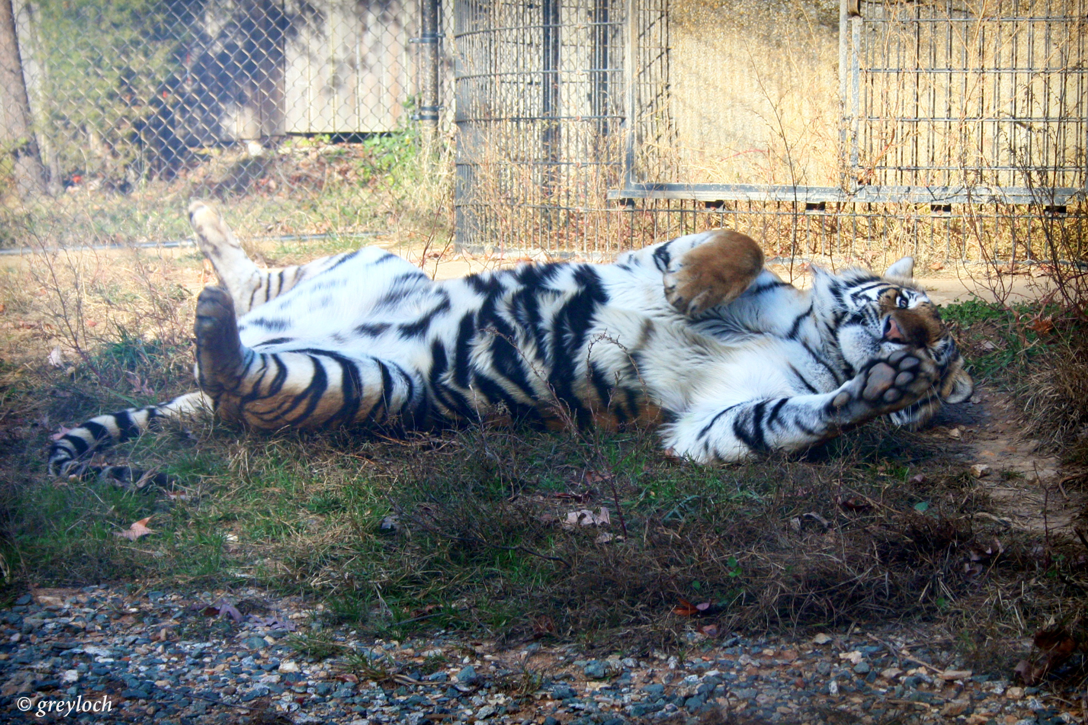 Fondo de pantalla tigre jugando
