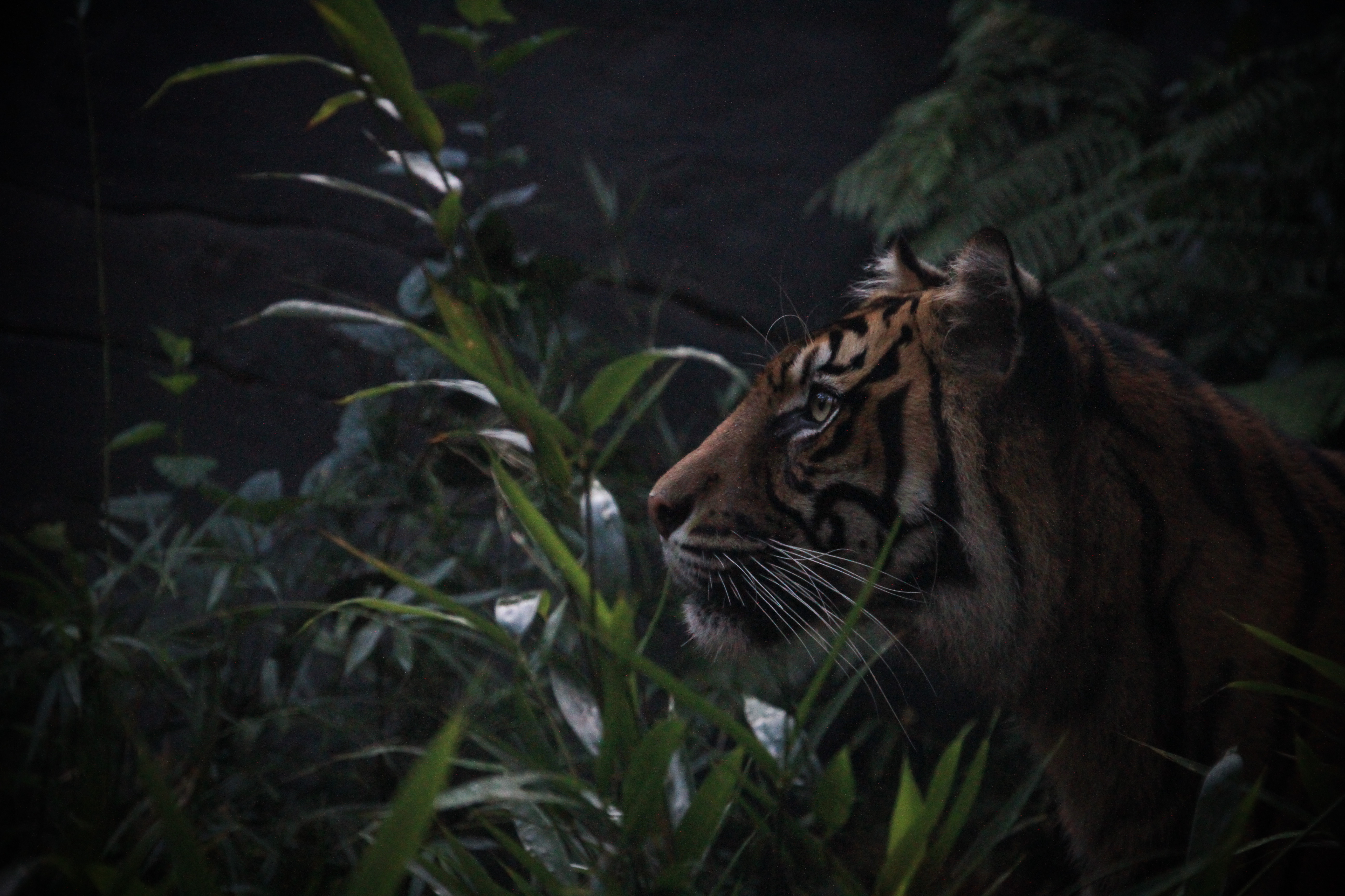 Tigre en la jungla: fondo de pantalla 4K alta calidad
