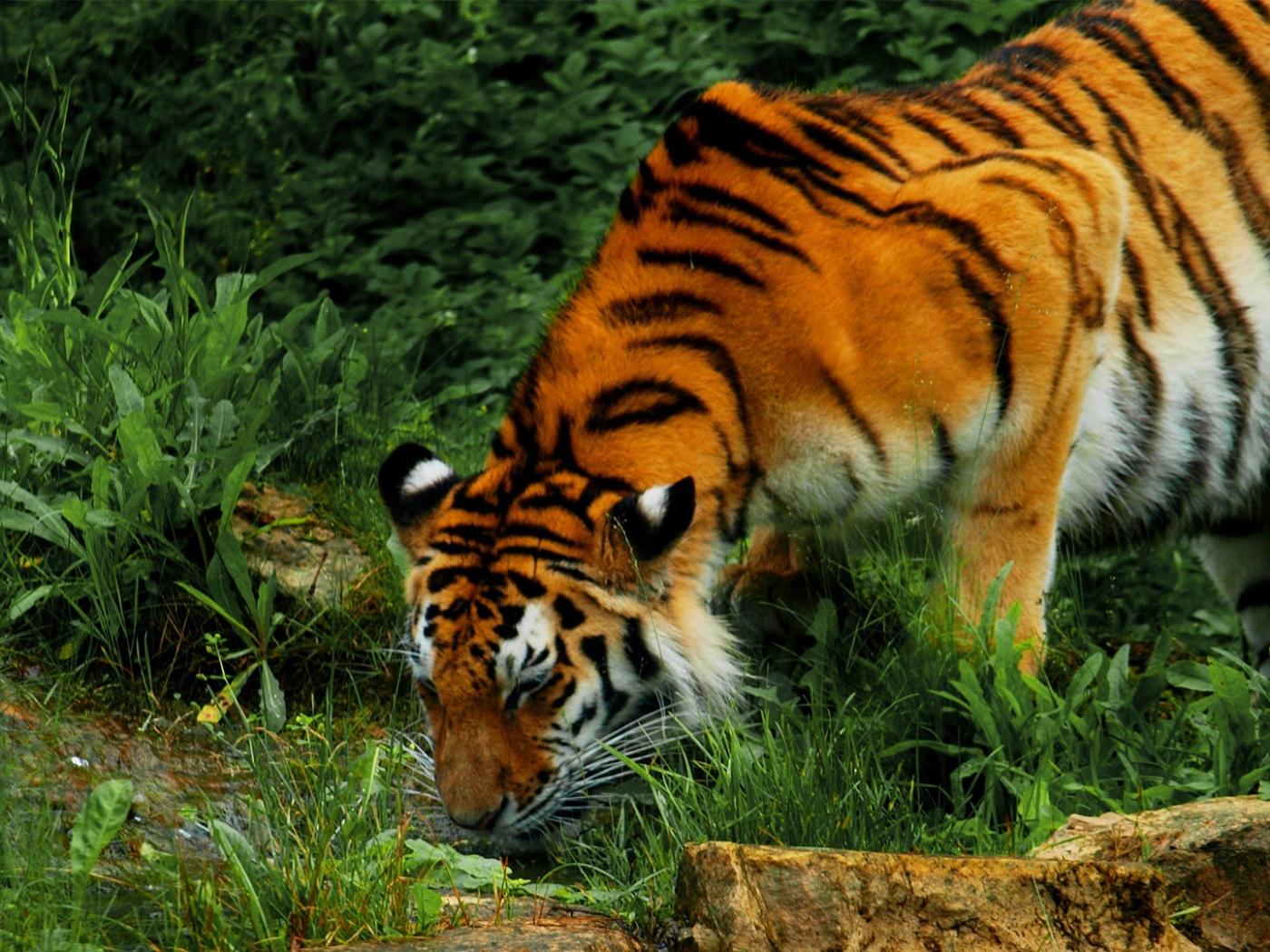 Fondo de pantalla tigre tomando agua