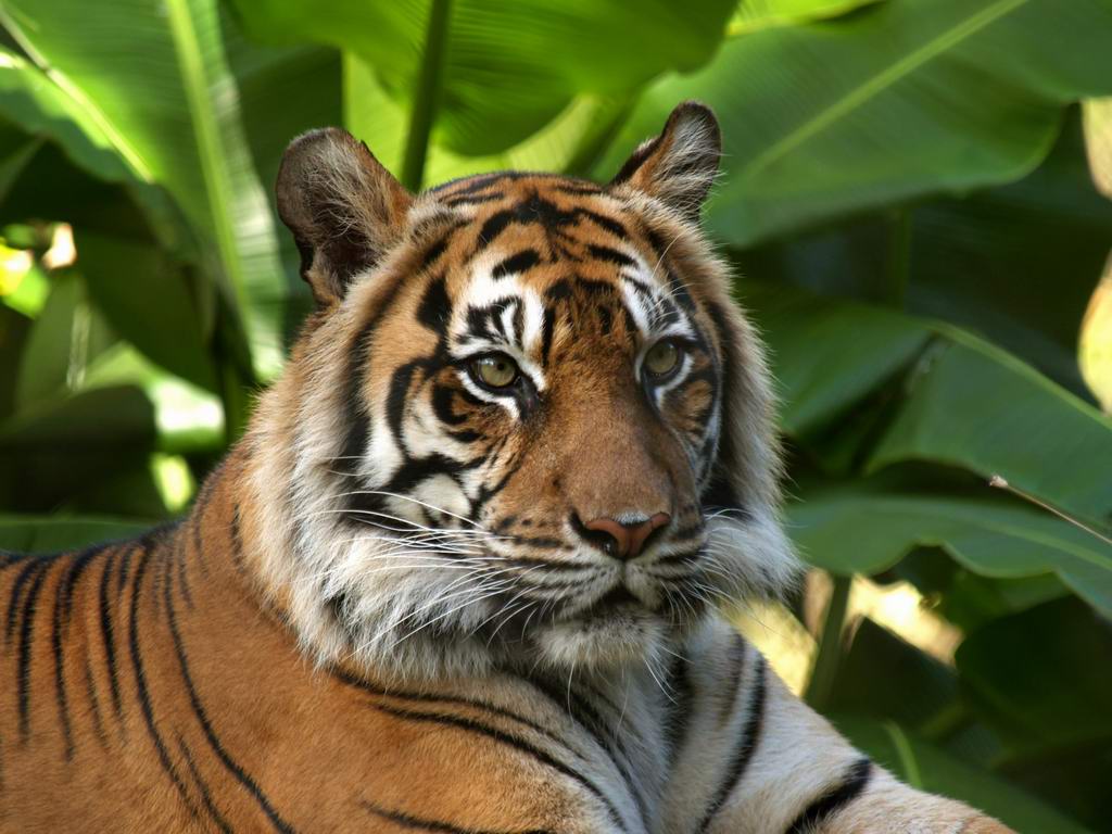 Majestuoso tigre en alta calidad para wallpaper 4K