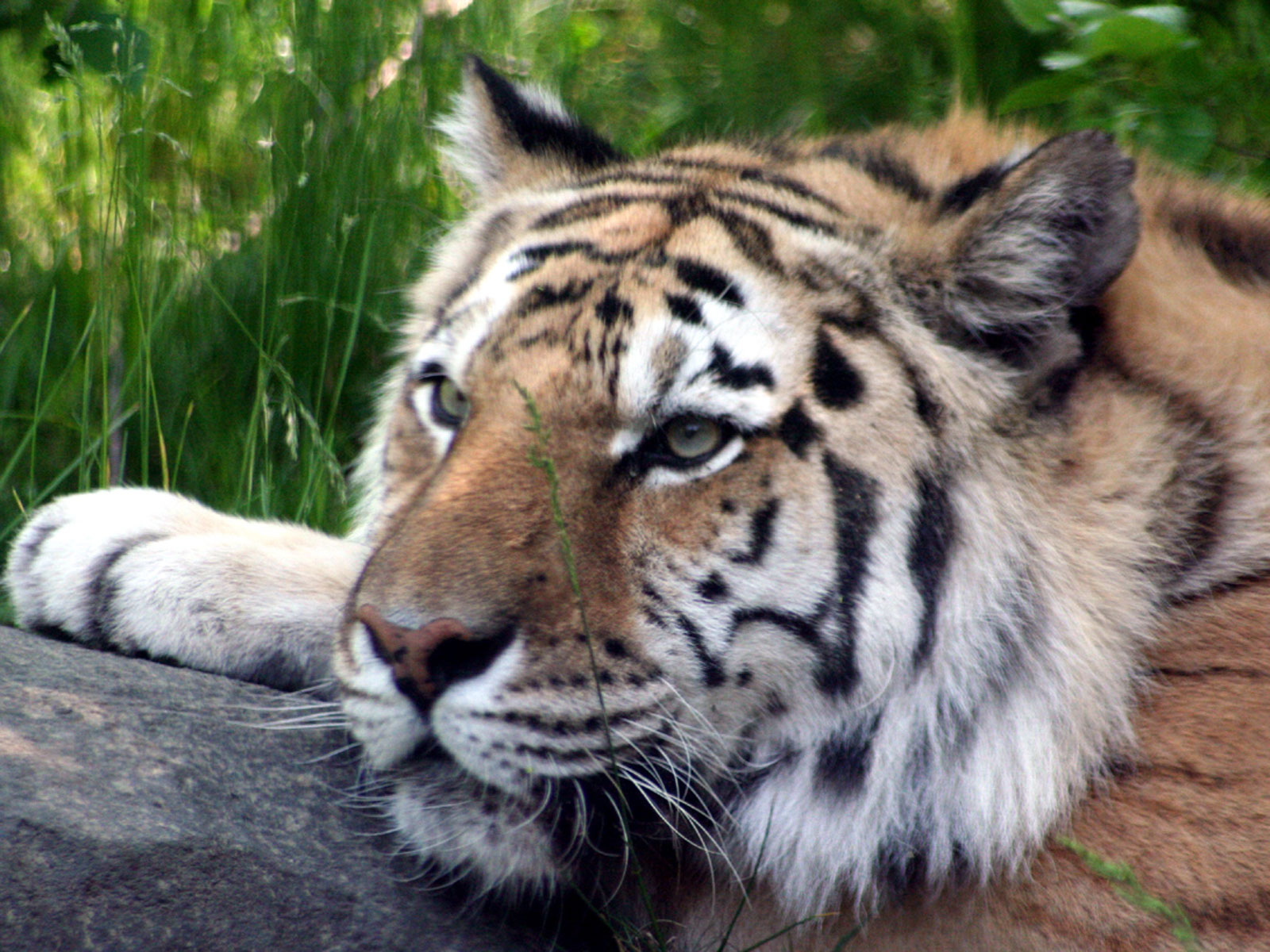 Fondo de pantalla tigre viejo descansando