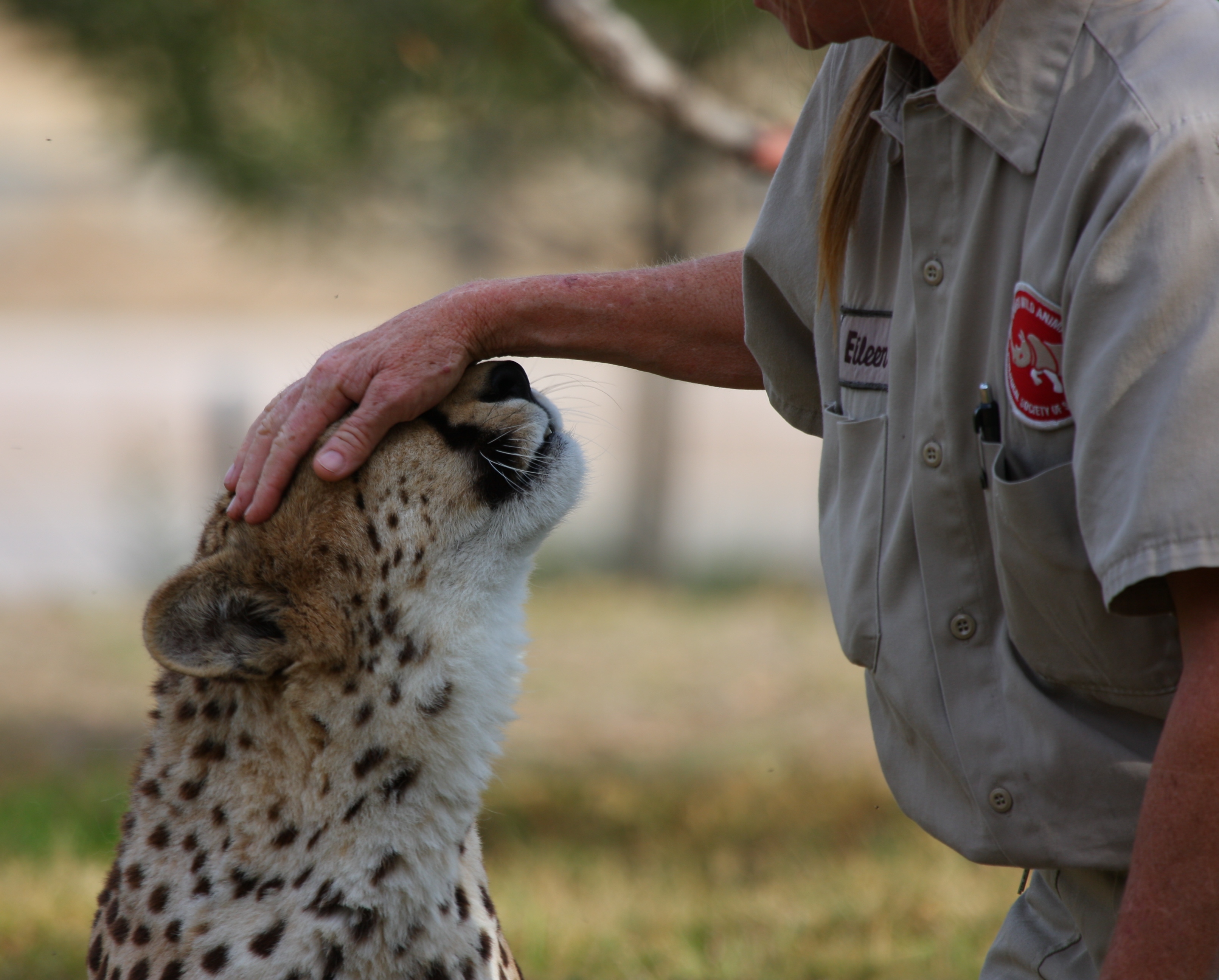 Fondo de pantalla tocando a un Guepardo
