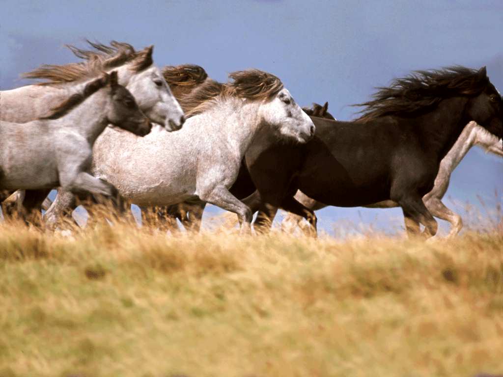 Fondo de pantalla tropilla