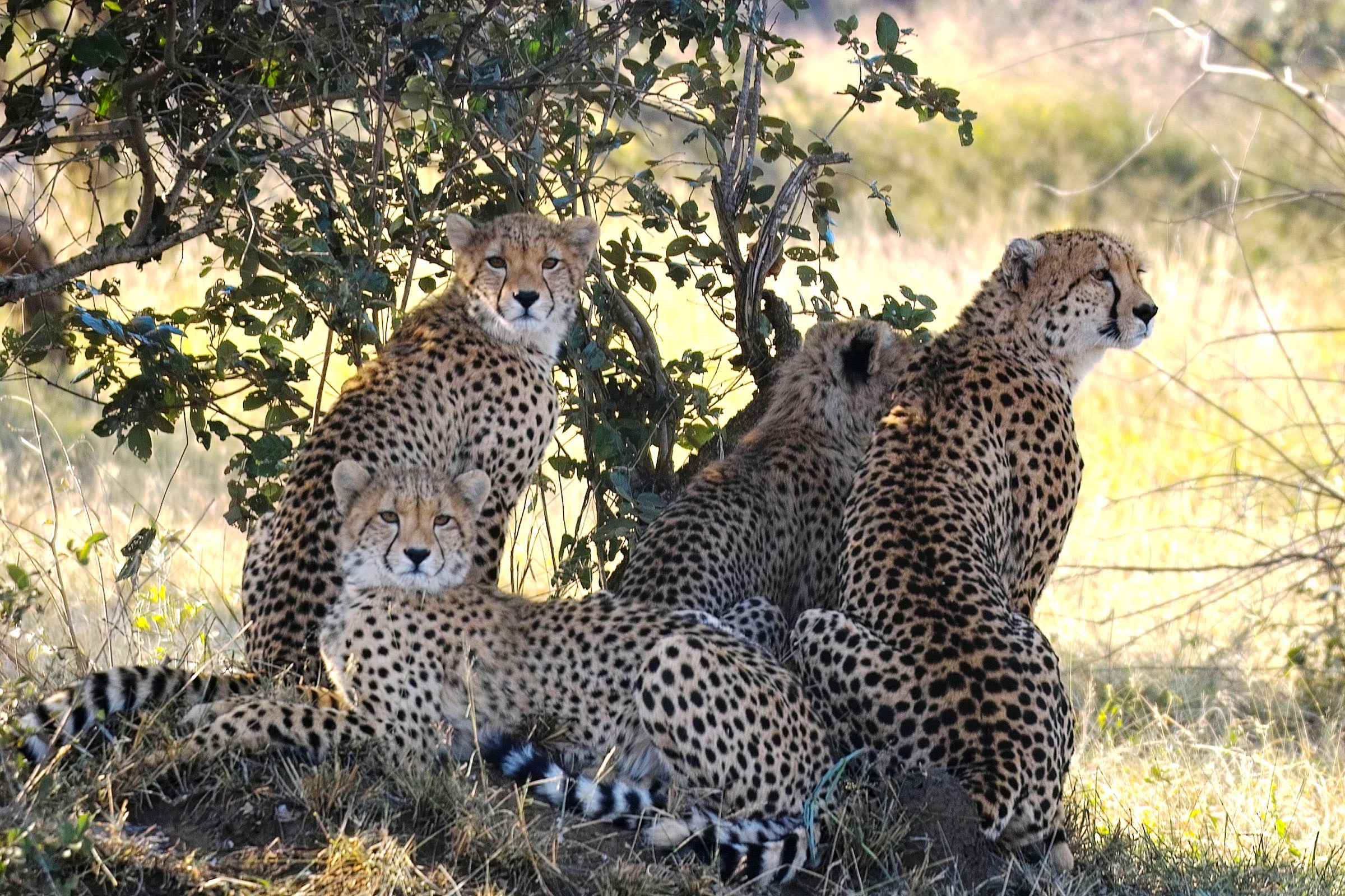 Fondo de pantalla varios guepardos