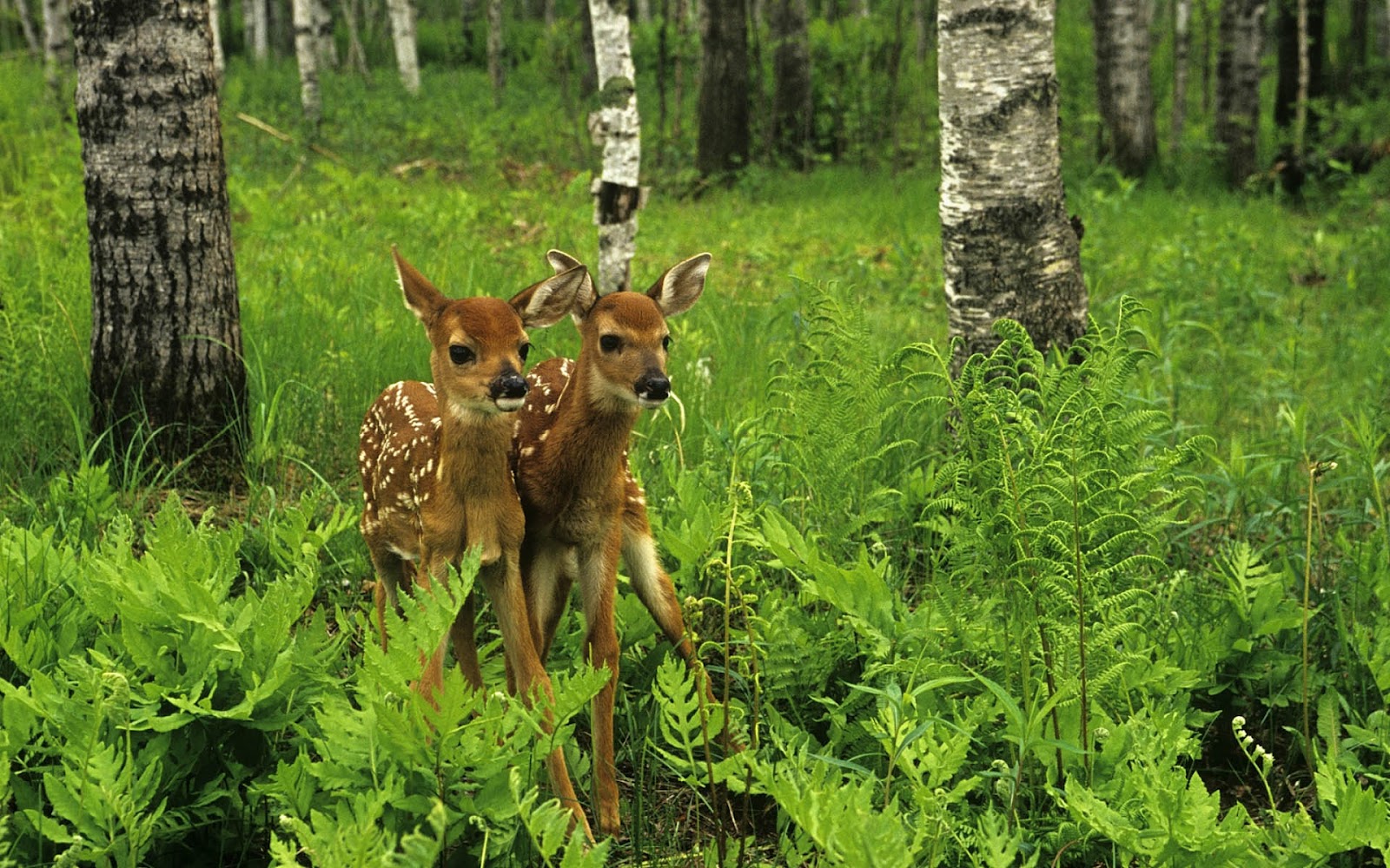 Fondo de pantalla venados comiendo