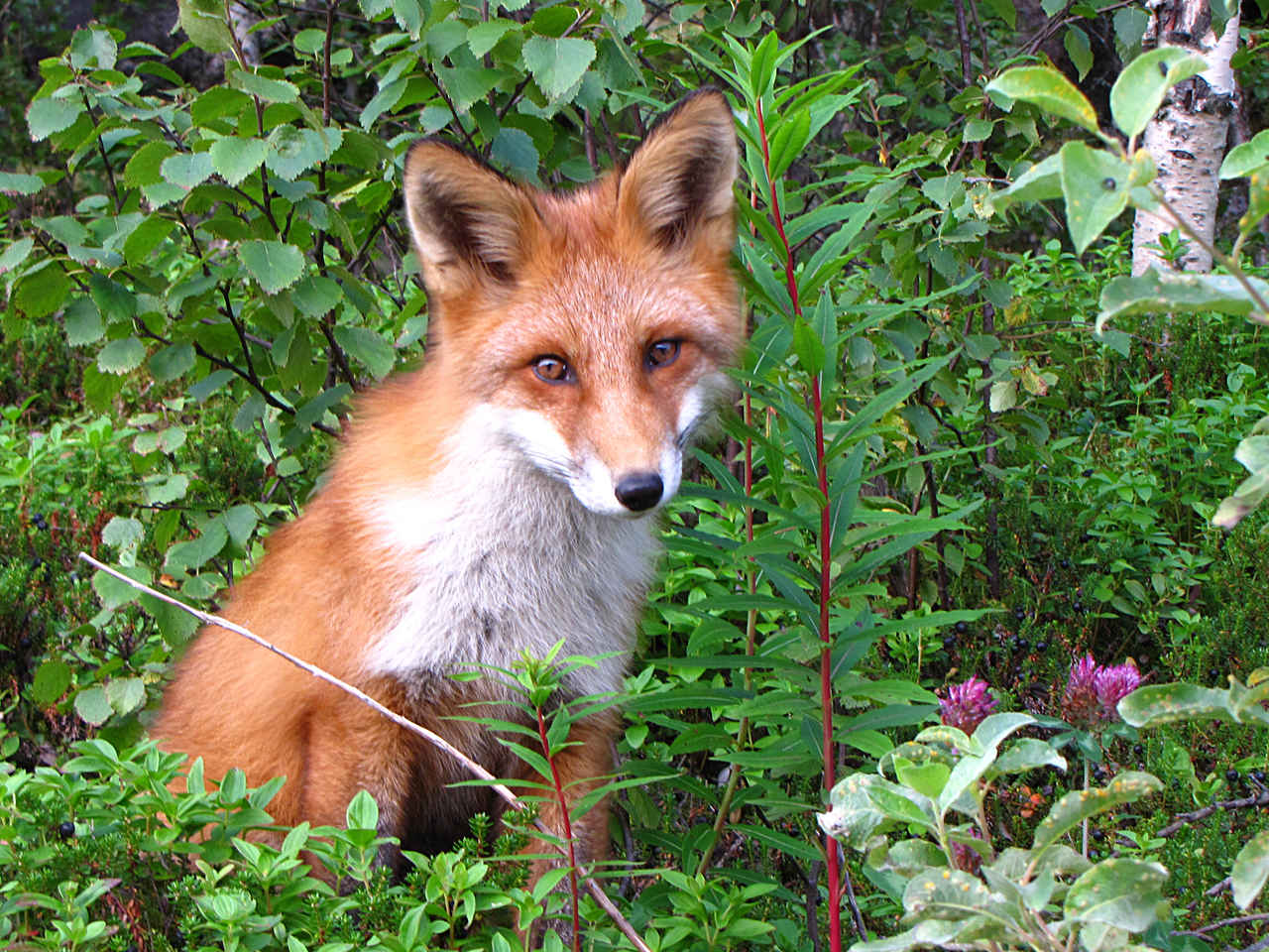 Fondo de pantalla zorro asustado