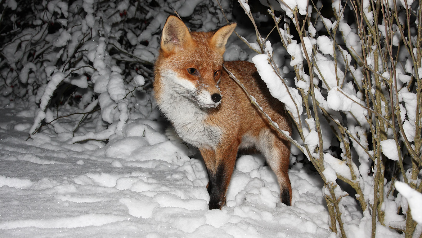 Fondo de pantalla zorro perdido