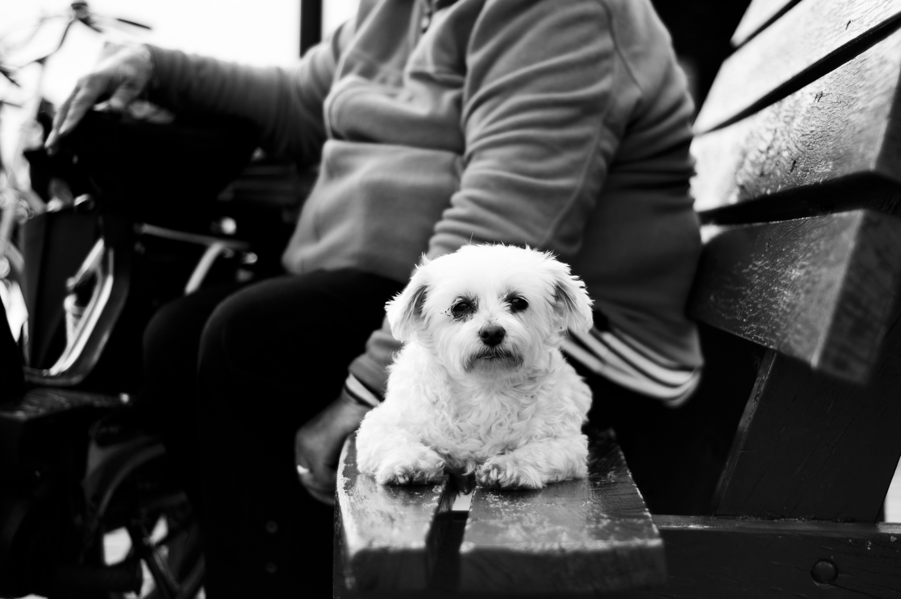 Fondo de perro sentado con su dueño