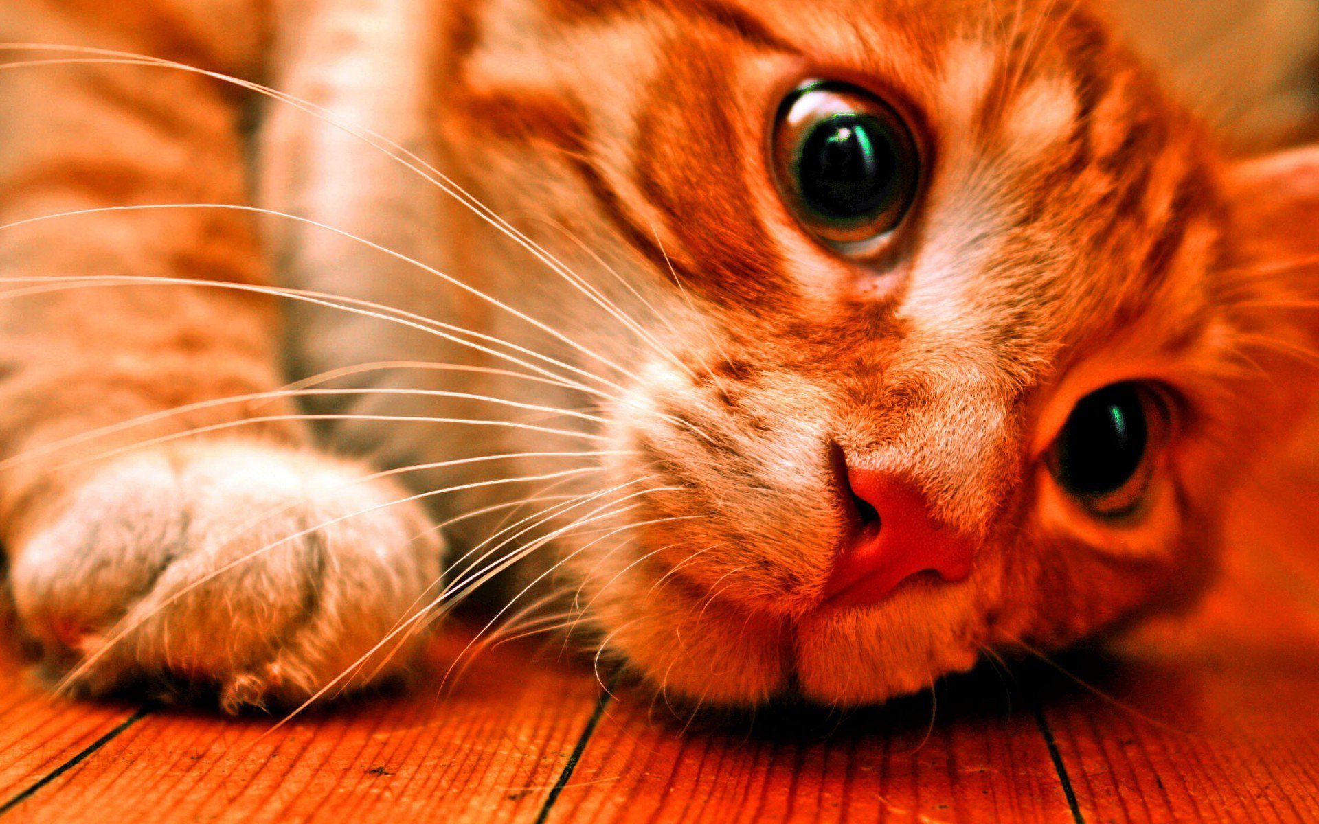 Fondo hd de gatito Jugando