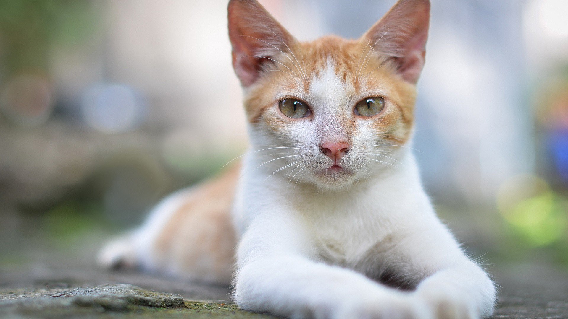 Fondo hd de hermoso gato