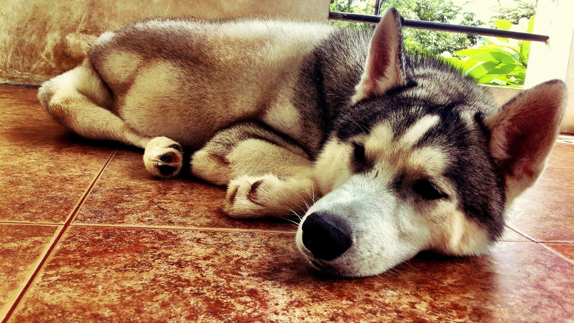 Fondo hd de perro durmiendo